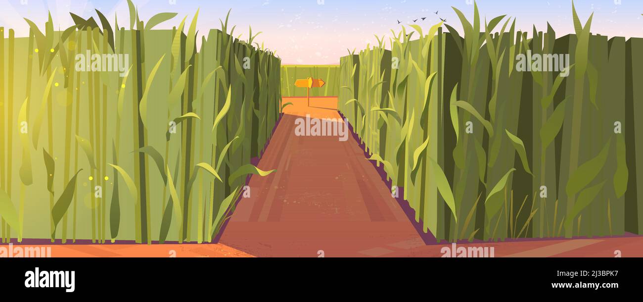 Paysage de jour de cornfield avec des pointeurs de route en bois et de hautes plantes vertes. Concept de choix de la voie avec des repères pointant sur la fourche de trajectoire. Labyrinthe, labyrinthe, Illustration de Vecteur