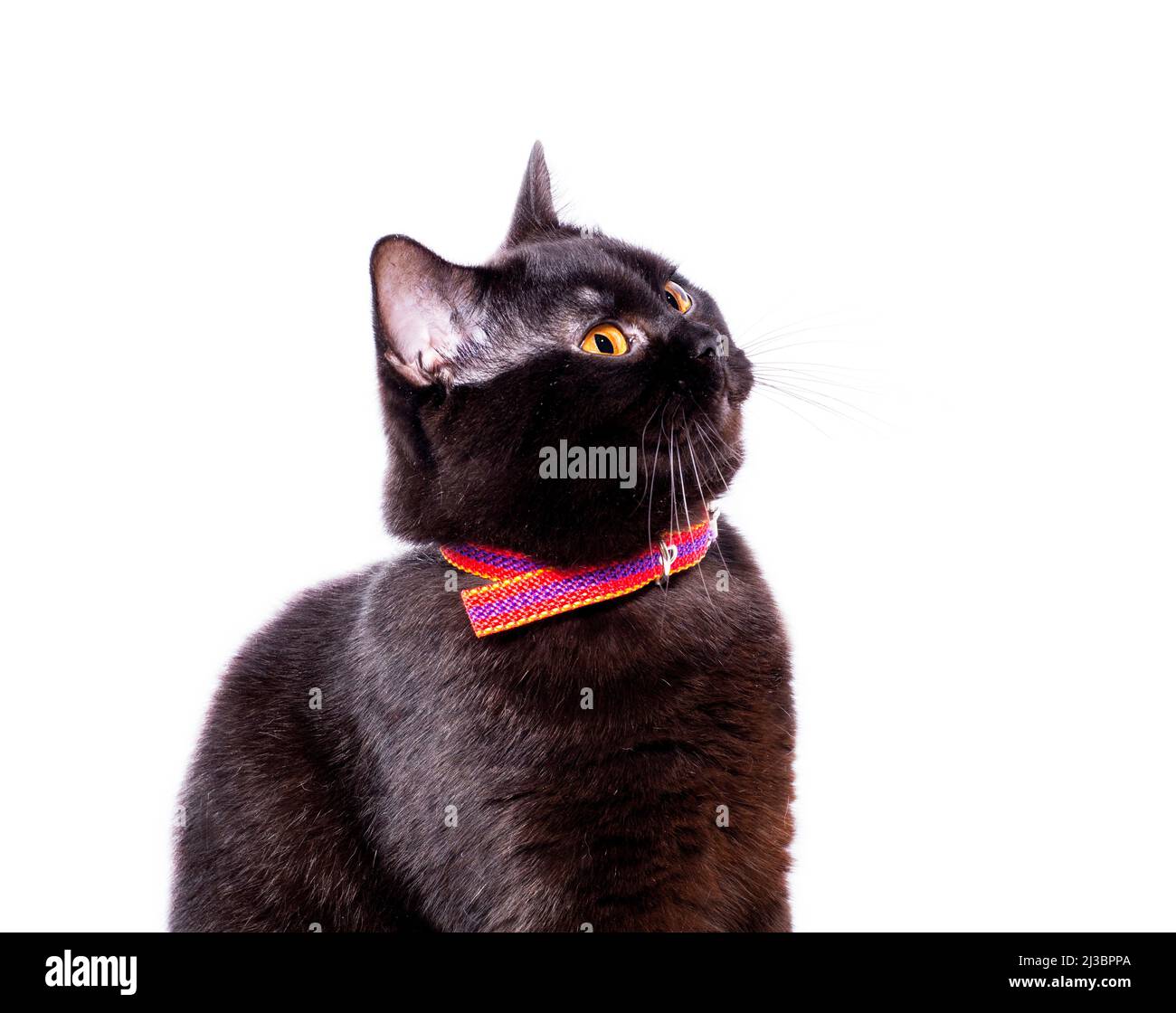 Portrait D Un Beau Chat Ecossais Au Chocolat Dans Un Collier Allonge Sur Un Fond Blanc Image Isolee Beaux Chats Domestiques Chats Dans La Maison Pe Photo Stock Alamy