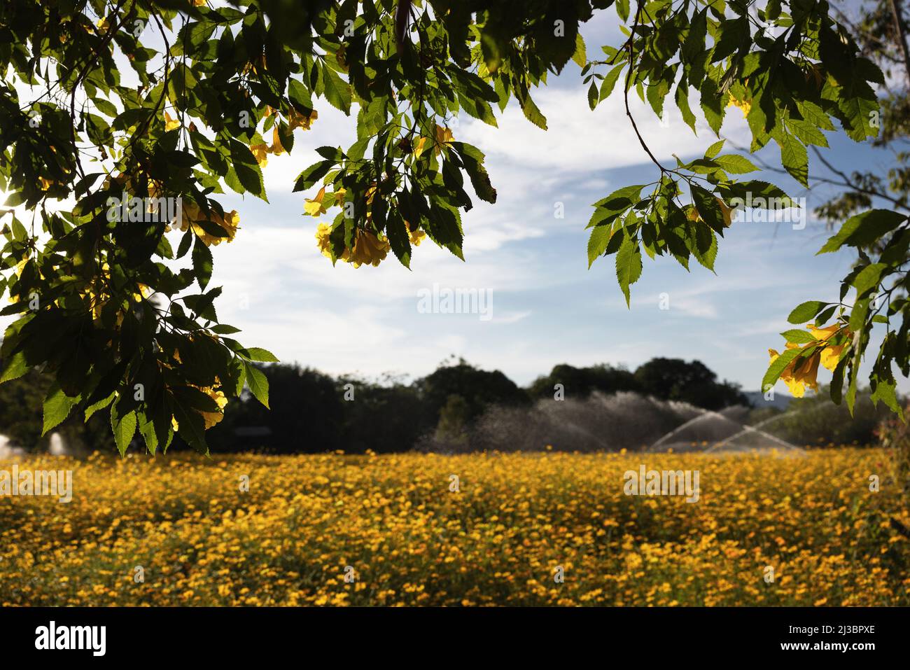 Arroseurs arrosoir champ de floraison Banque D'Images