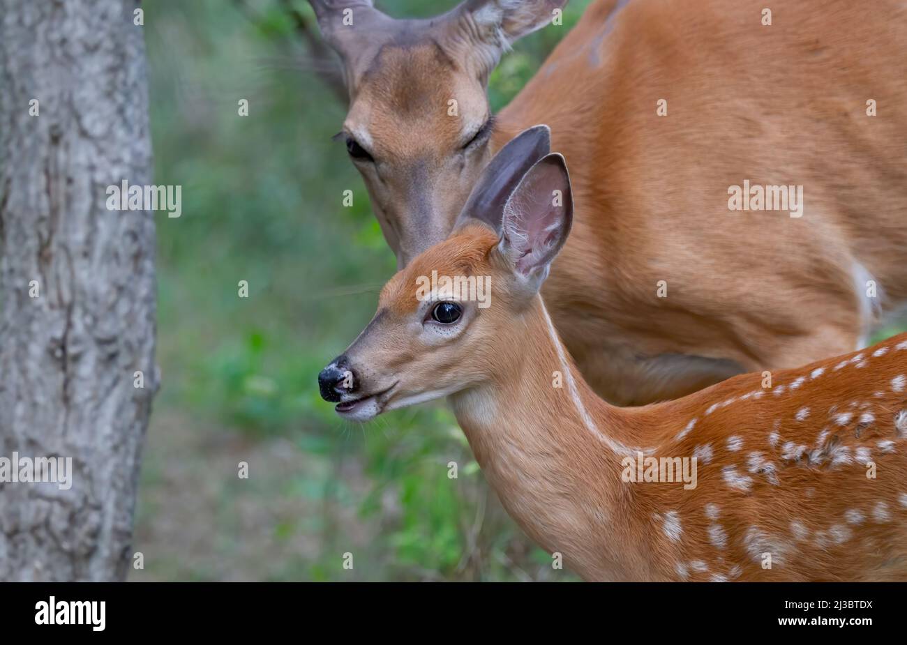 La fauve et la doe de cerfs de Virginie partagent un moment d'or dans la forêt au Canada Banque D'Images