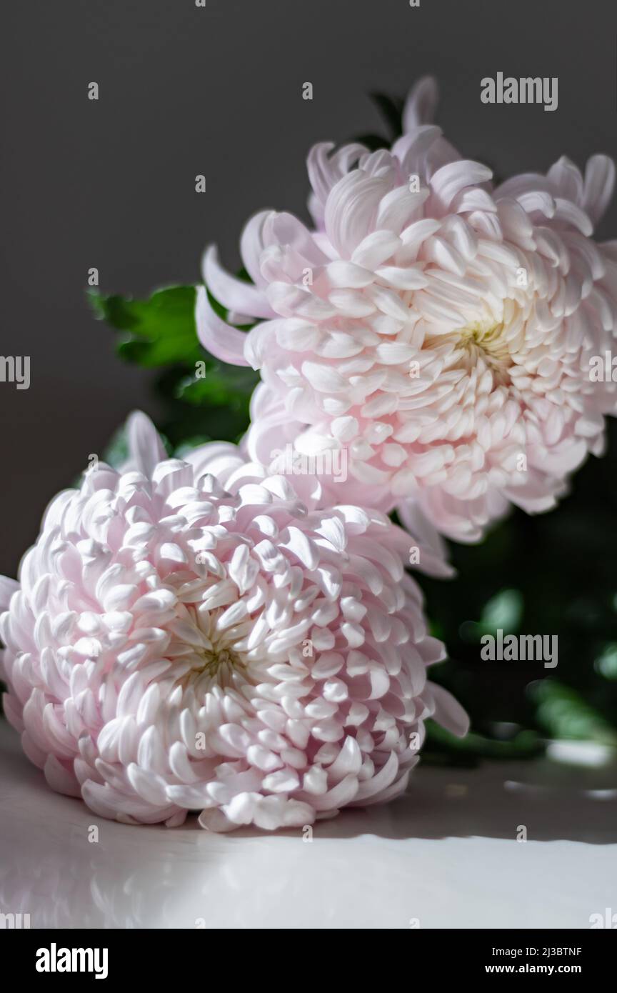 Fleurs chrysanthème rose Banque D'Images