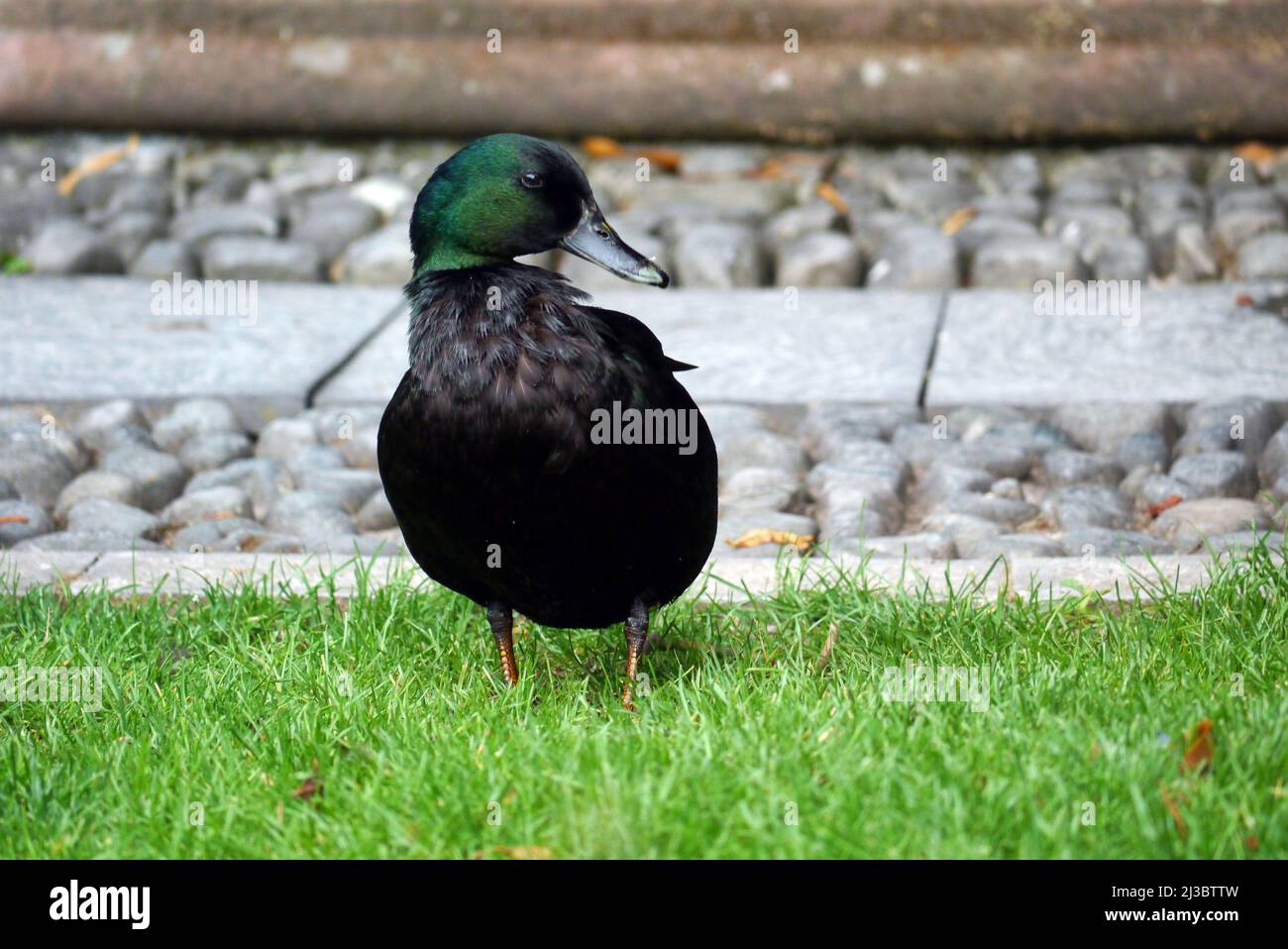 Single East Indie 'Black East Indian' (Anas platyrhynchos) Ornamental Duck près de la fontaine à Holker Hall & Gardens, Lake District, Cumbria, Angleterre Banque D'Images