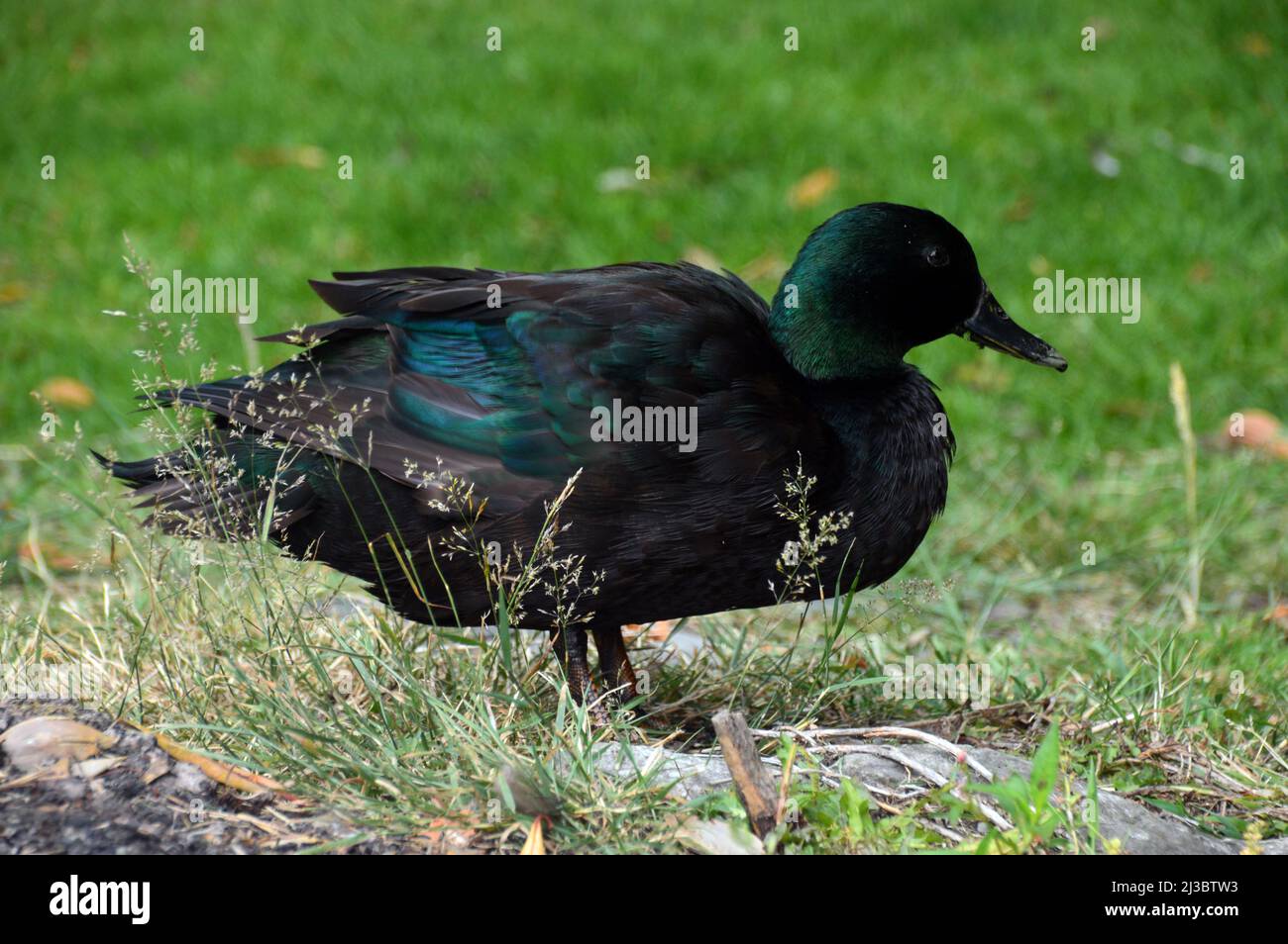 Single East Indie 'Black East Indian' (Anas platyrhynchos)canard ornemental près de la fontaine à Holker Hall & Gardens, Lake District, Cumbria, Angleterre. Banque D'Images