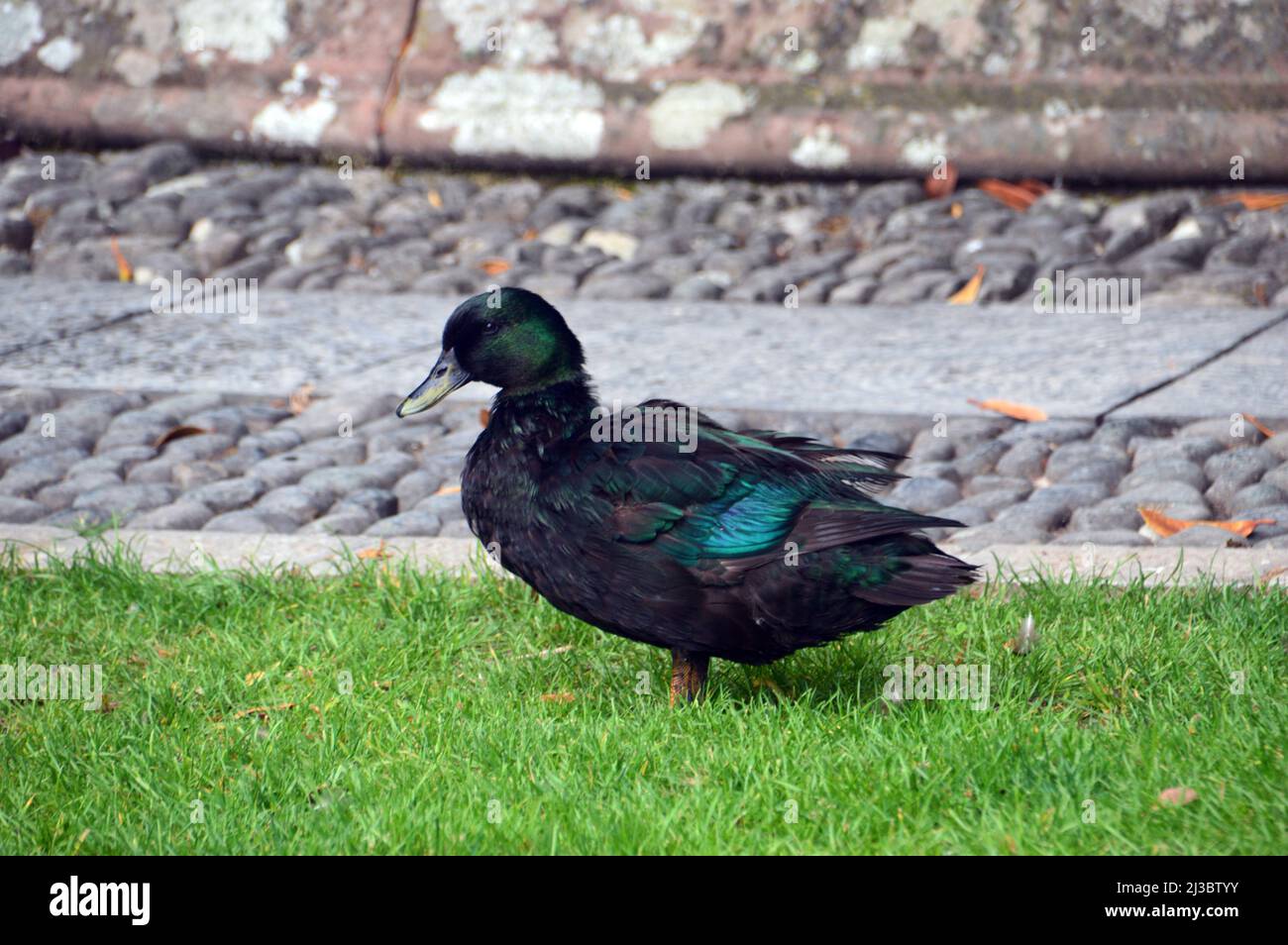 Single East Indie 'Black East Indian' (Anas platyrhynchos) Ornamental Duck près de la fontaine à Holker Hall & Gardens, Lake District, Cumbria, Angleterre Banque D'Images