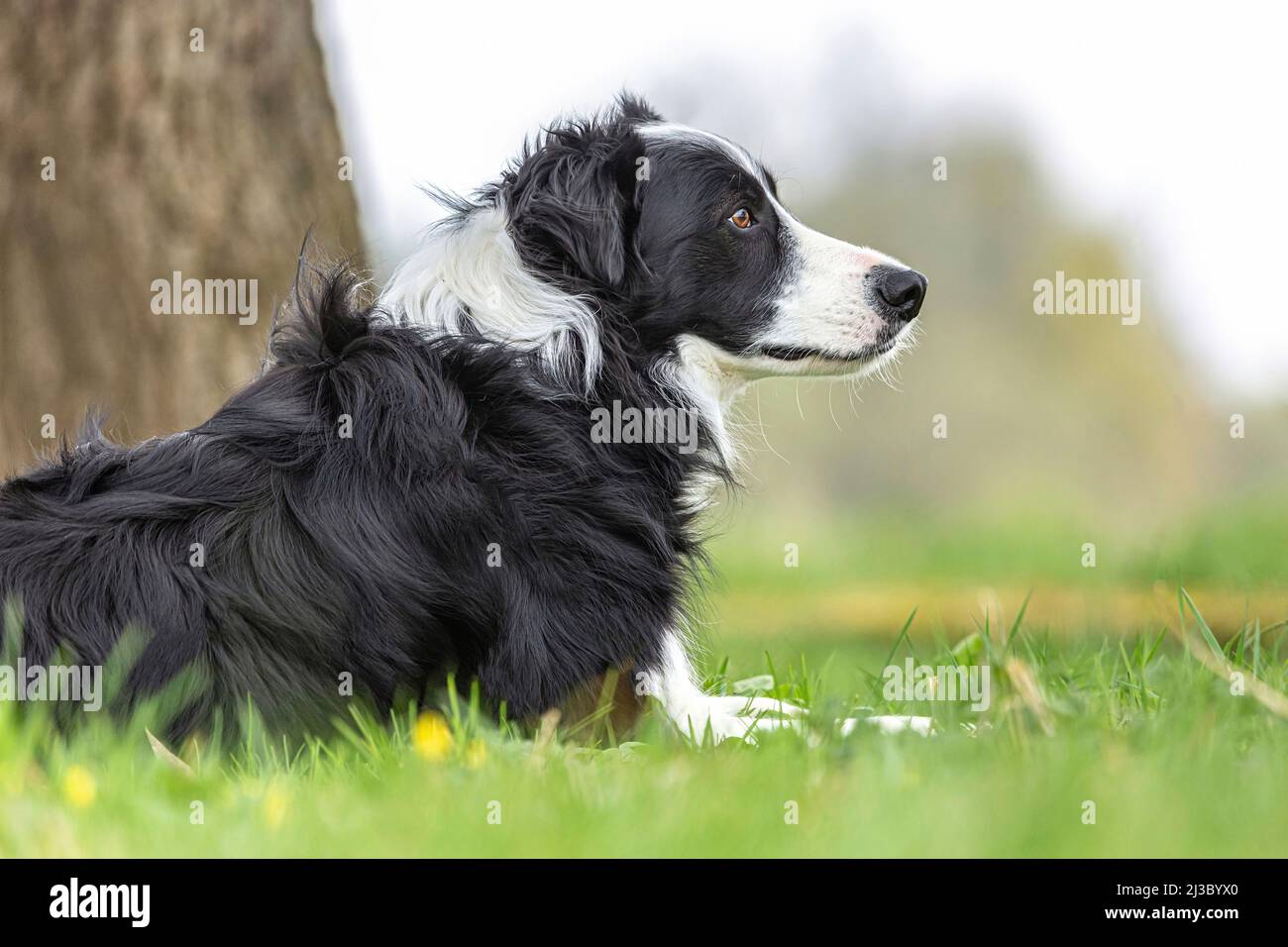 ortrait d'une frontière tricolore collie posant sur un pré à l'extérieur Banque D'Images ortrait d'une frontière tricolore collie posant sur un pré à l'extérieur Banque D'Images