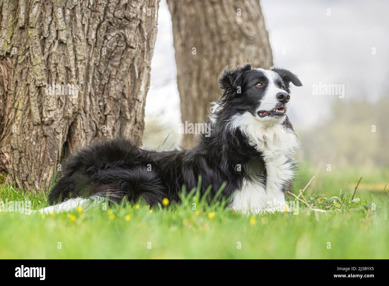 ortrait d'une frontière tricolore collie posant sur un pré à l'extérieur Banque D'Images ortrait d'une frontière tricolore collie posant sur un pré à l'extérieur Banque D'Images