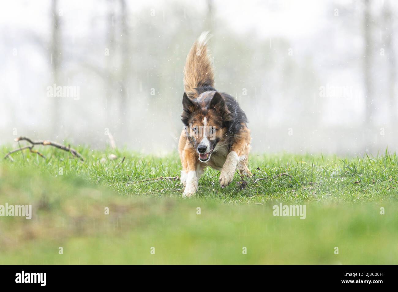 ortrait d'une frontière tricolore collie posant sur un pré à l'extérieur Banque D'Images ortrait d'une frontière tricolore collie posant sur un pré à l'extérieur Banque D'Images
