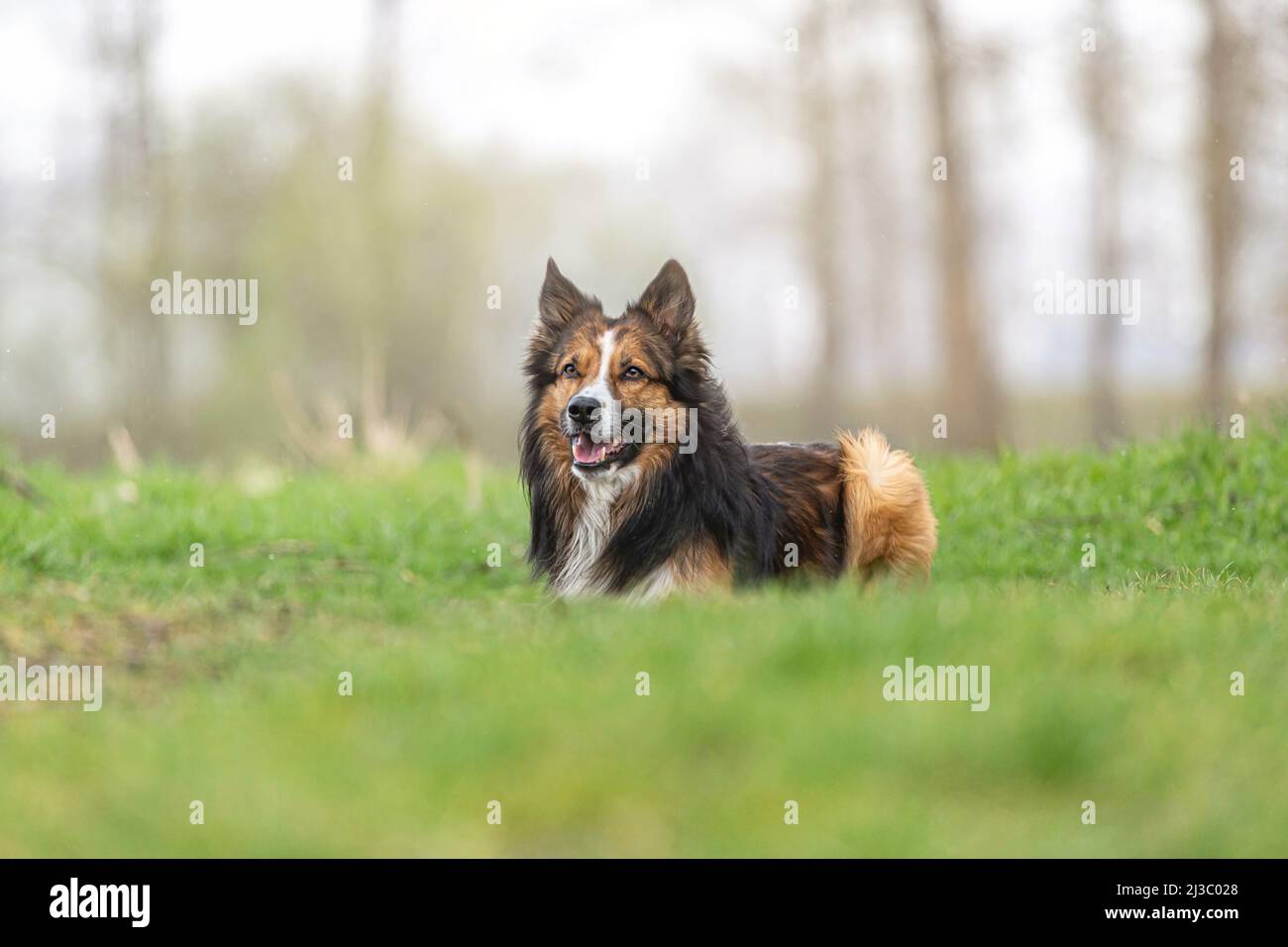 ortrait d'une frontière tricolore collie posant sur un pré à l'extérieur Banque D'Images ortrait d'une frontière tricolore collie posant sur un pré à l'extérieur Banque D'Images
