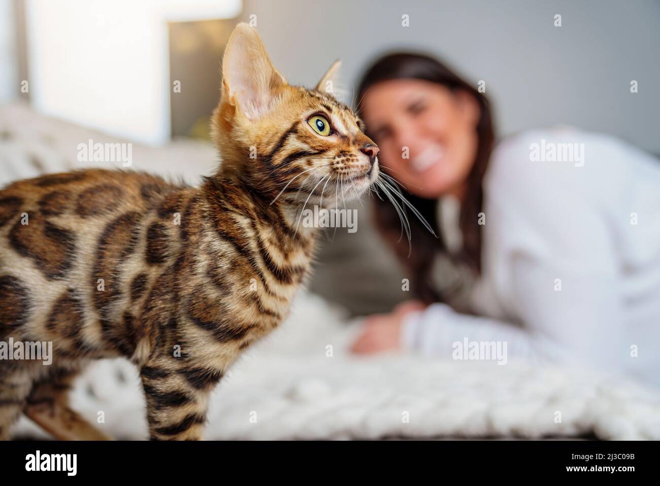 Chat Bengale dans le salon sur le canapé avec une femme Banque D'Images