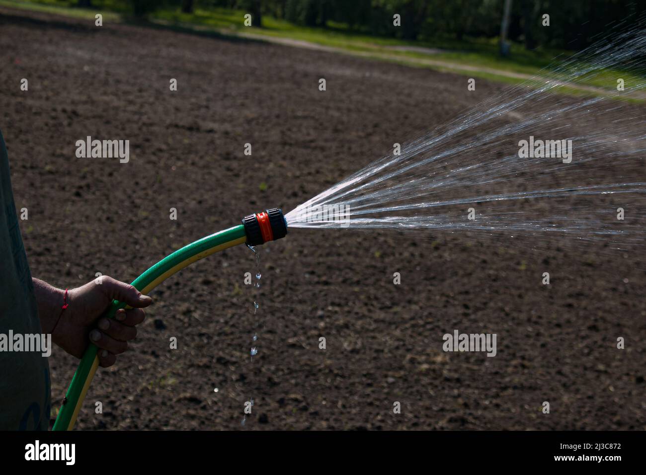 Homme tenant le tuyau pour arroser les plantes dans un jardin. Un jet puissant, un jet d'eau propre, des gouttes dirigées vers les plantes, sur une pelouse. Soin du jardin en été Banque D'Images