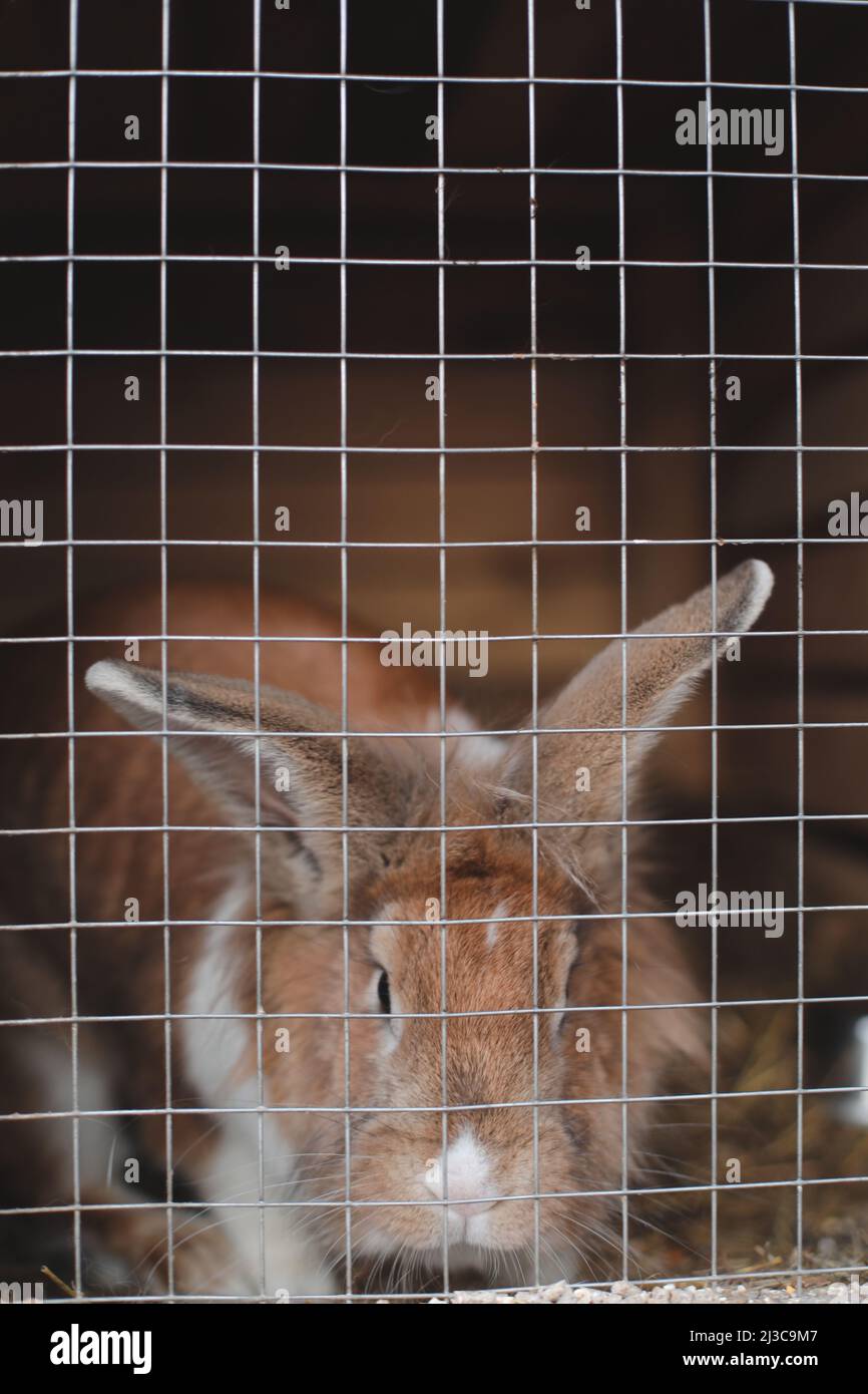 Lapins de ferme domestiques en cage dans les fermes d'animaux. Animaux d'élevage alimentation animaux en cage. Gros plan d'un lapin à l'intérieur d'une huche. Reproduction de lapins domestiques. Banque D'Images