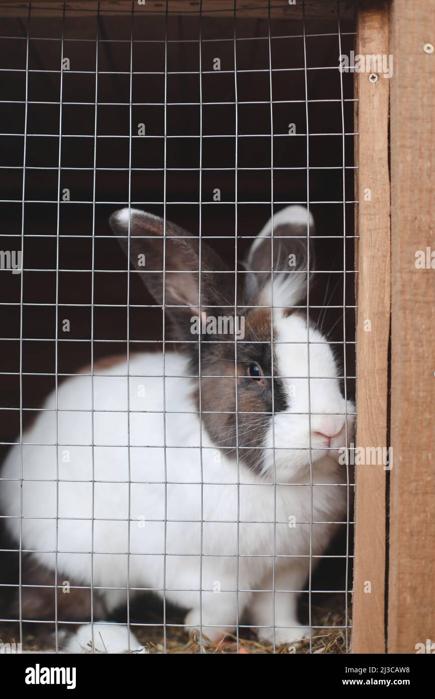 Lapins de ferme domestiques en cage dans les fermes d'animaux. Animaux d'élevage alimentation animaux en cage. Gros plan d'un lapin à l'intérieur d'une huche. Reproduction de lapins domestiques. Banque D'Images