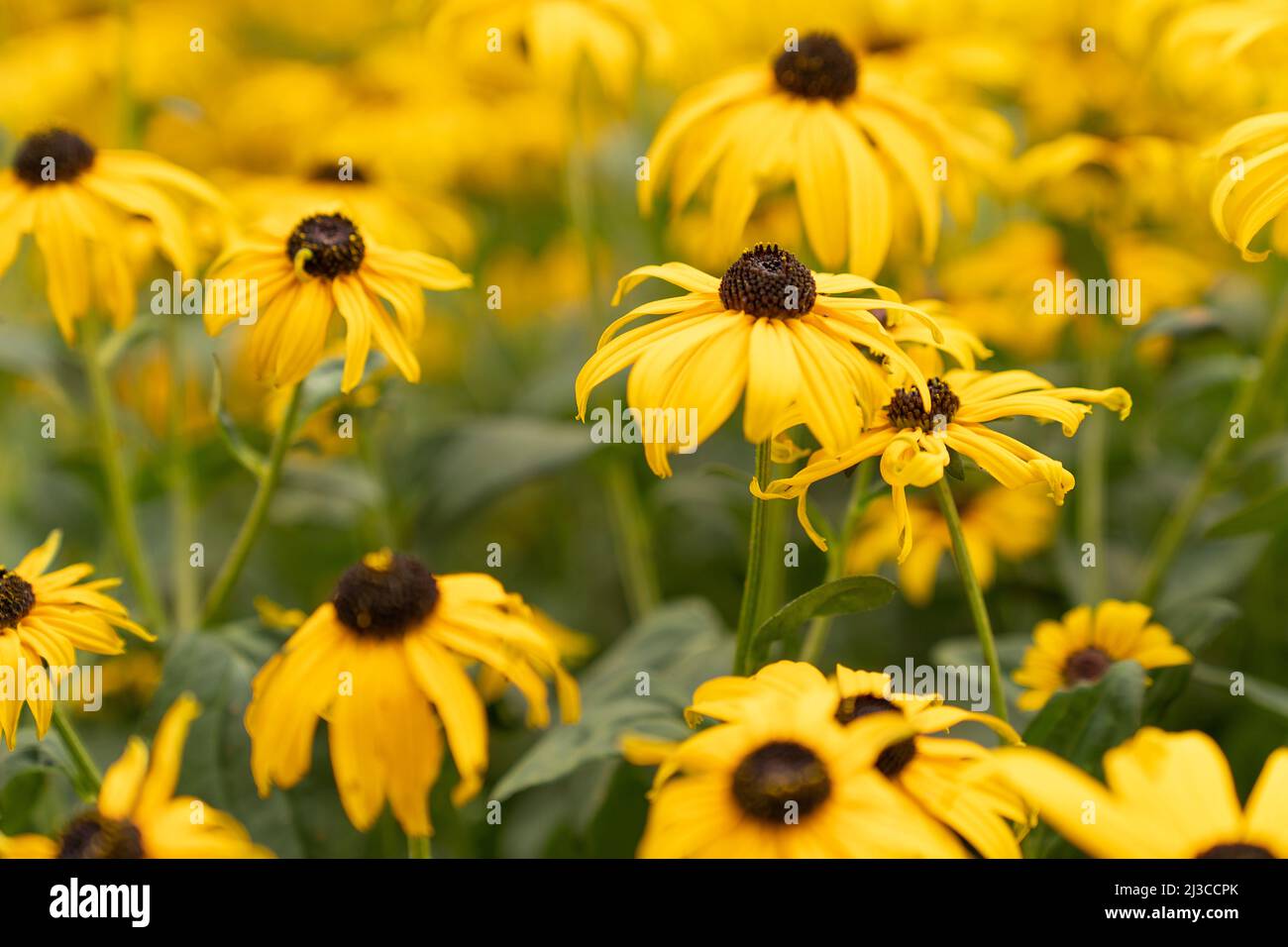 Un bouquet plein cadre de fleurs de Rudbeckia Goldtrum ou Susan avec les jolis yeux jaunes avec un bouton sombre Banque D'Images