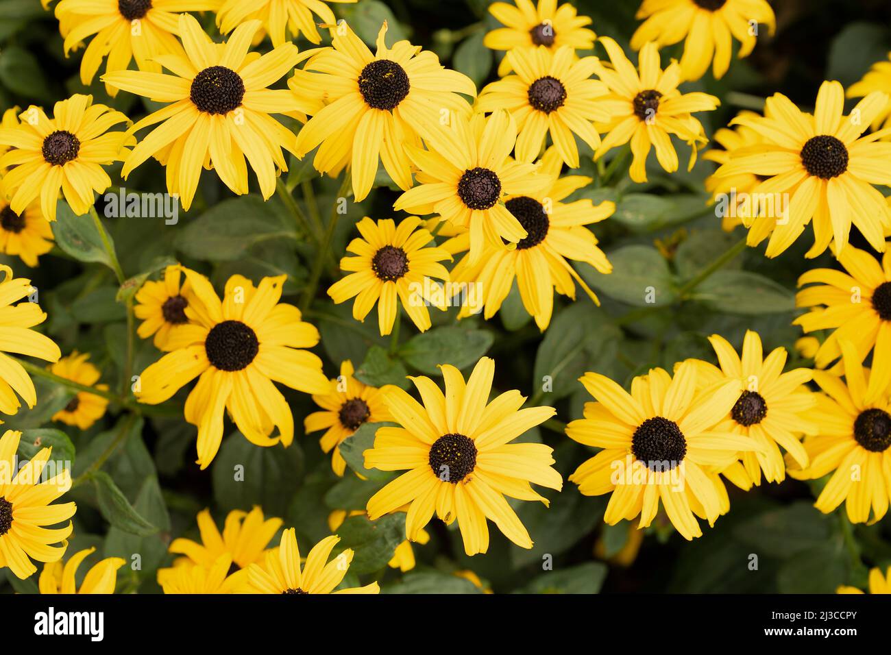 Un bouquet plein cadre de fleurs de Rudbeckia Goldtrum ou Susan avec les jolis yeux jaunes avec un bouton sombre Banque D'Images