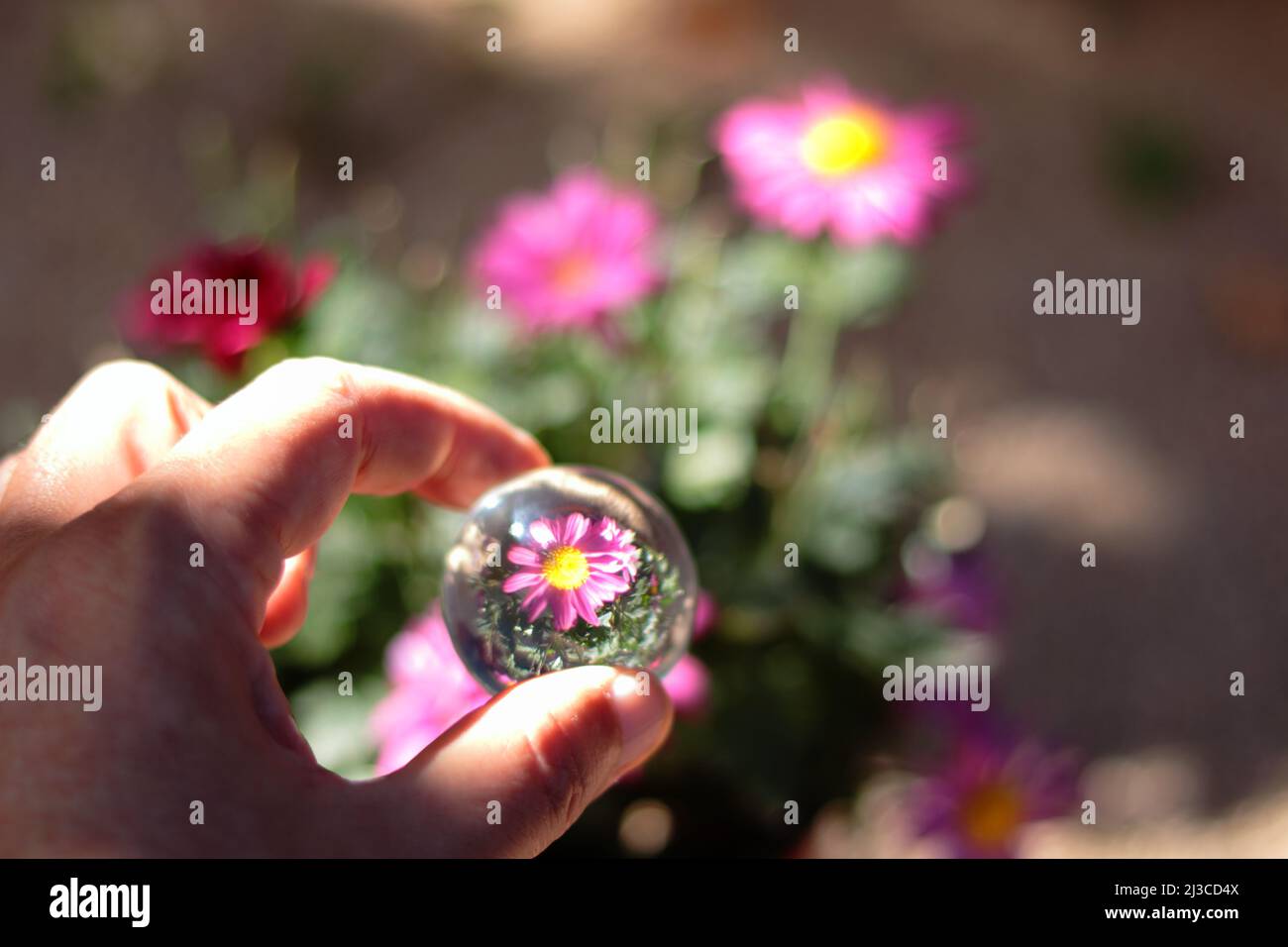 Fleur dans un verre Banque de photographies et d’images à haute