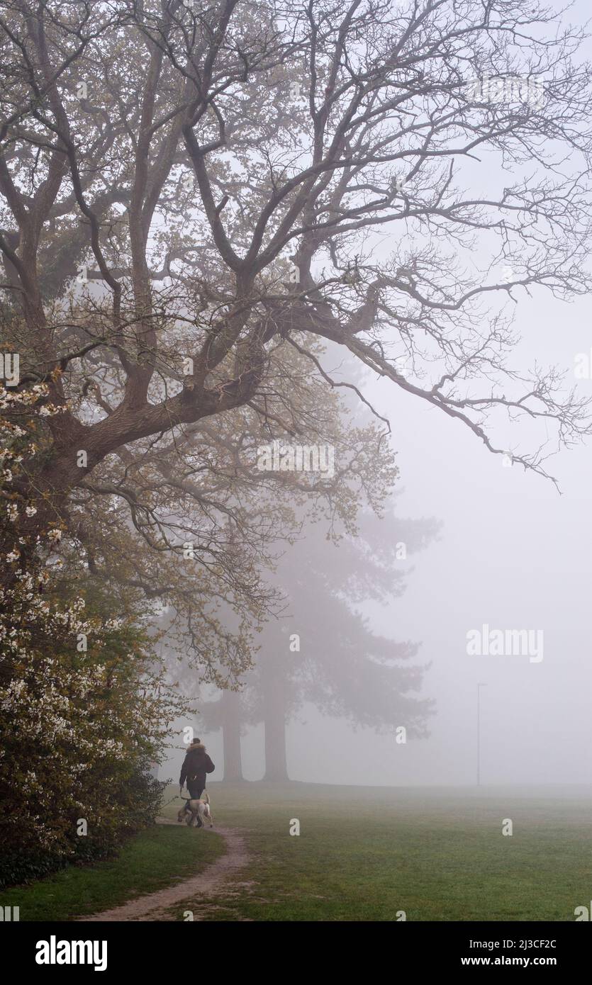 Marcher un chien dans le brouillard sur Southampton Common Banque D'Images