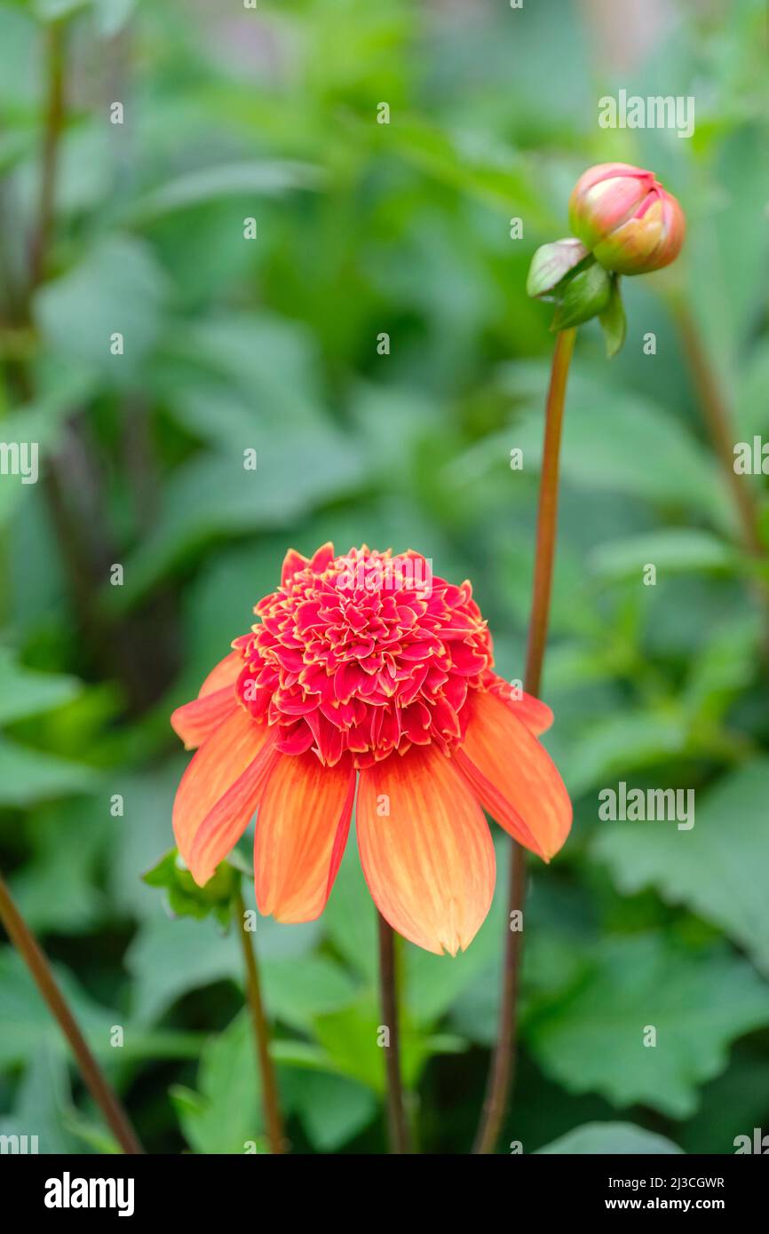 Dahlia Josie. Anemone Dahlia, fleurs orange profondes. Banque D'Images