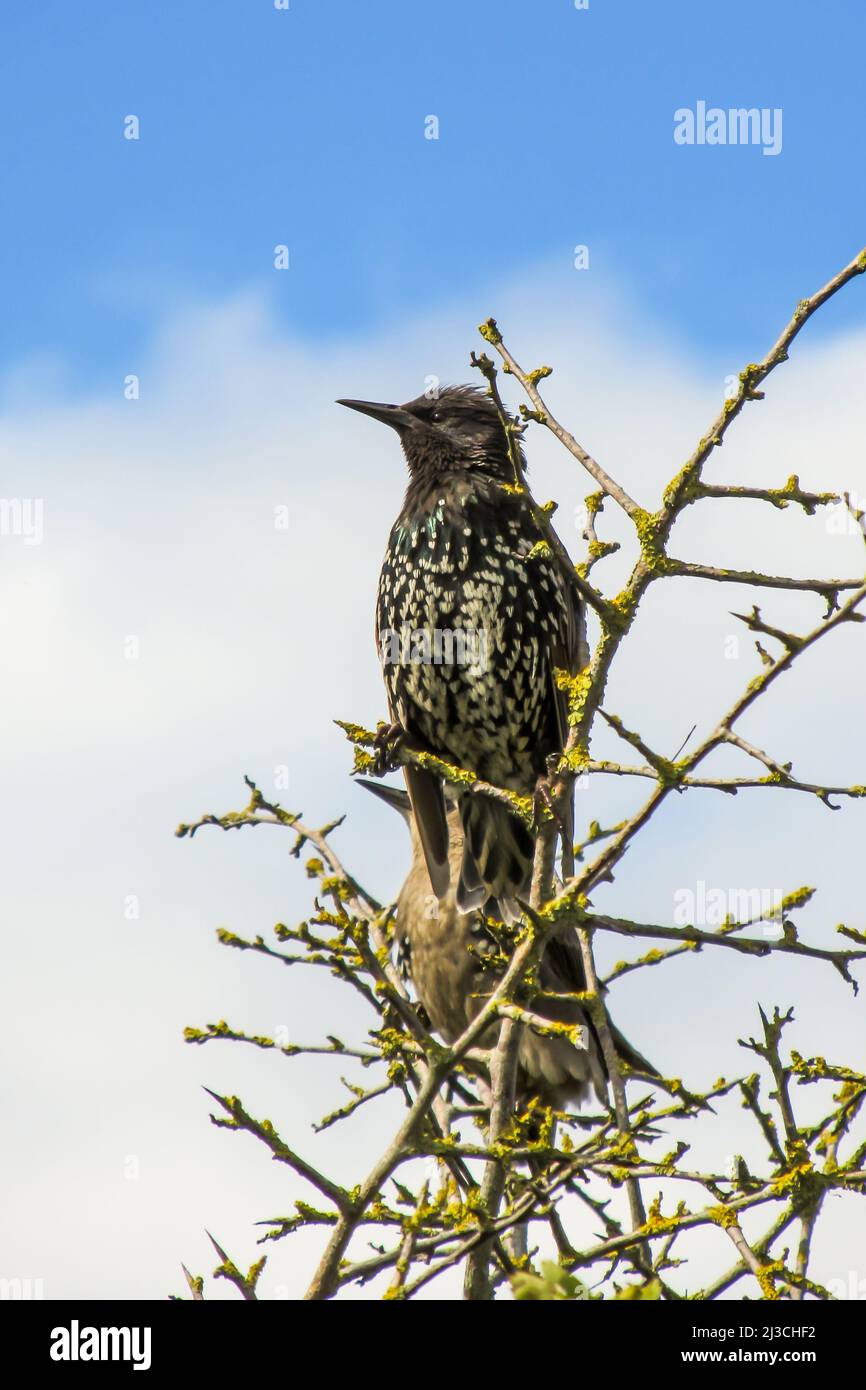 Une étoile européenne, Sturnus vulgaris, perchée sur une branche contre un ciel bleu avec des nuages Banque D'Images