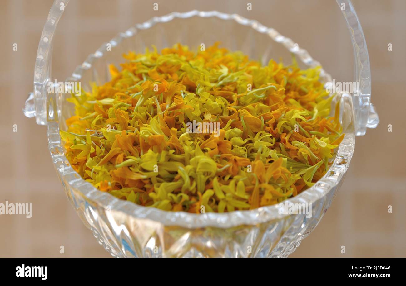 Pétales de marigold jaune, Tagetes, infusion de plantes, tisanes, Gros plan de pétales de marigold presque secs pour faire du thé aux herbes dans un bol en verre Banque D'Images
