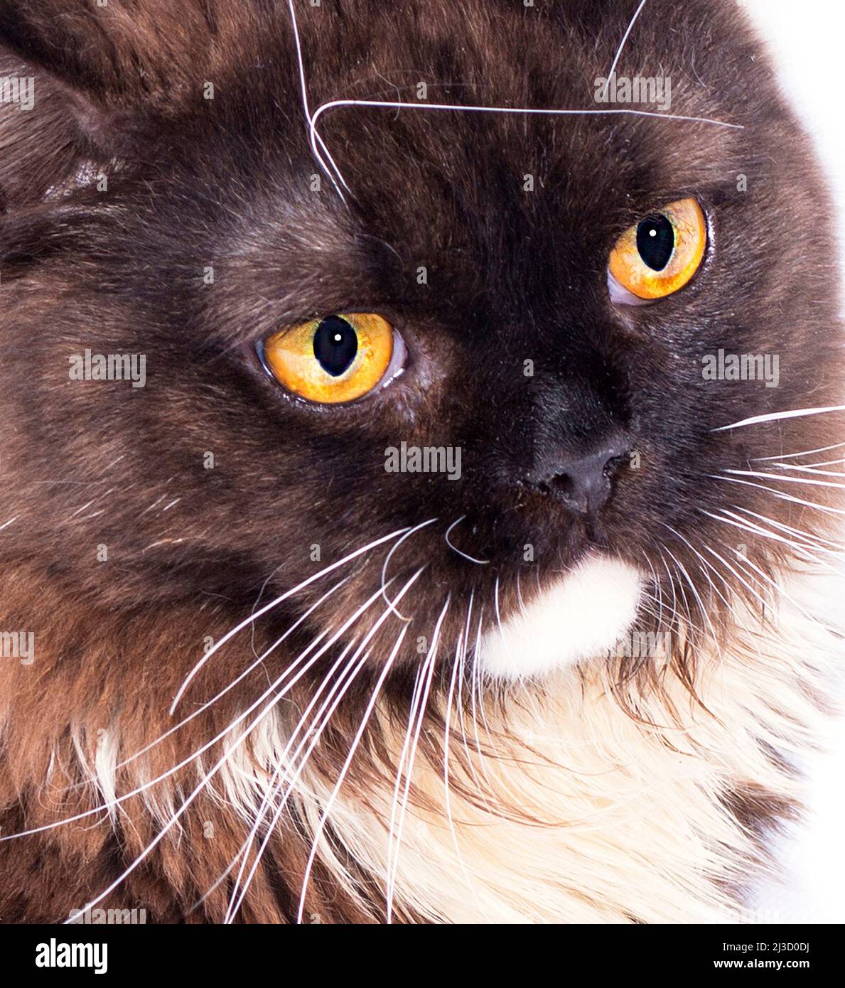 Portrait face gros plan d'un chat écossais-britannique brun à poil long sur un fond blanc, image isolée, beaux chats domestiques, chats dans la maison, Banque D'Images