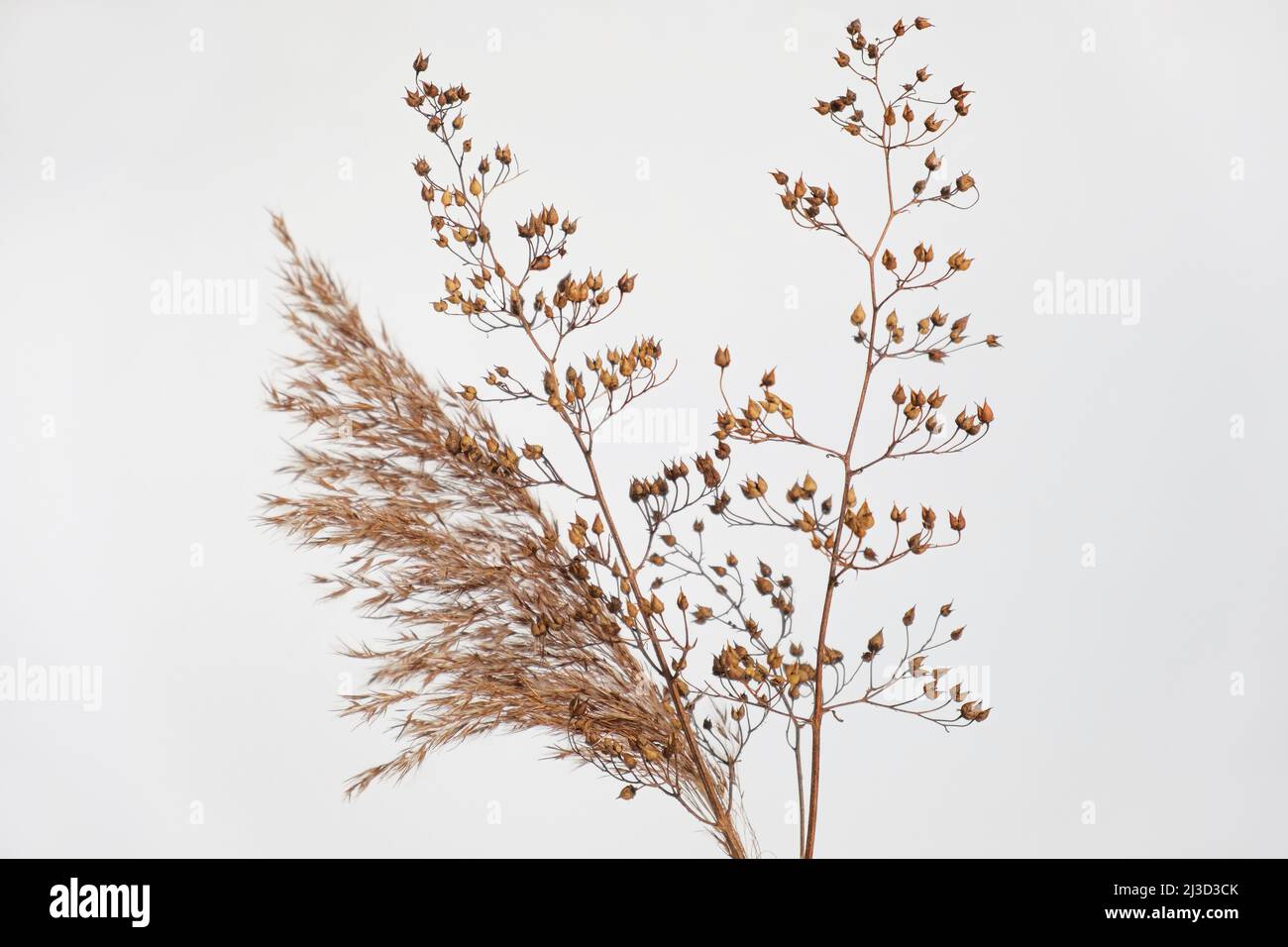 Herbe sèche sur blanc. Herbe crémeuse séchée sur blanc. Fleurs brunes abstraites, herbes. Couleurs pastel naturales. Tons de terre neutres. Pampas, graines Banque D'Images
