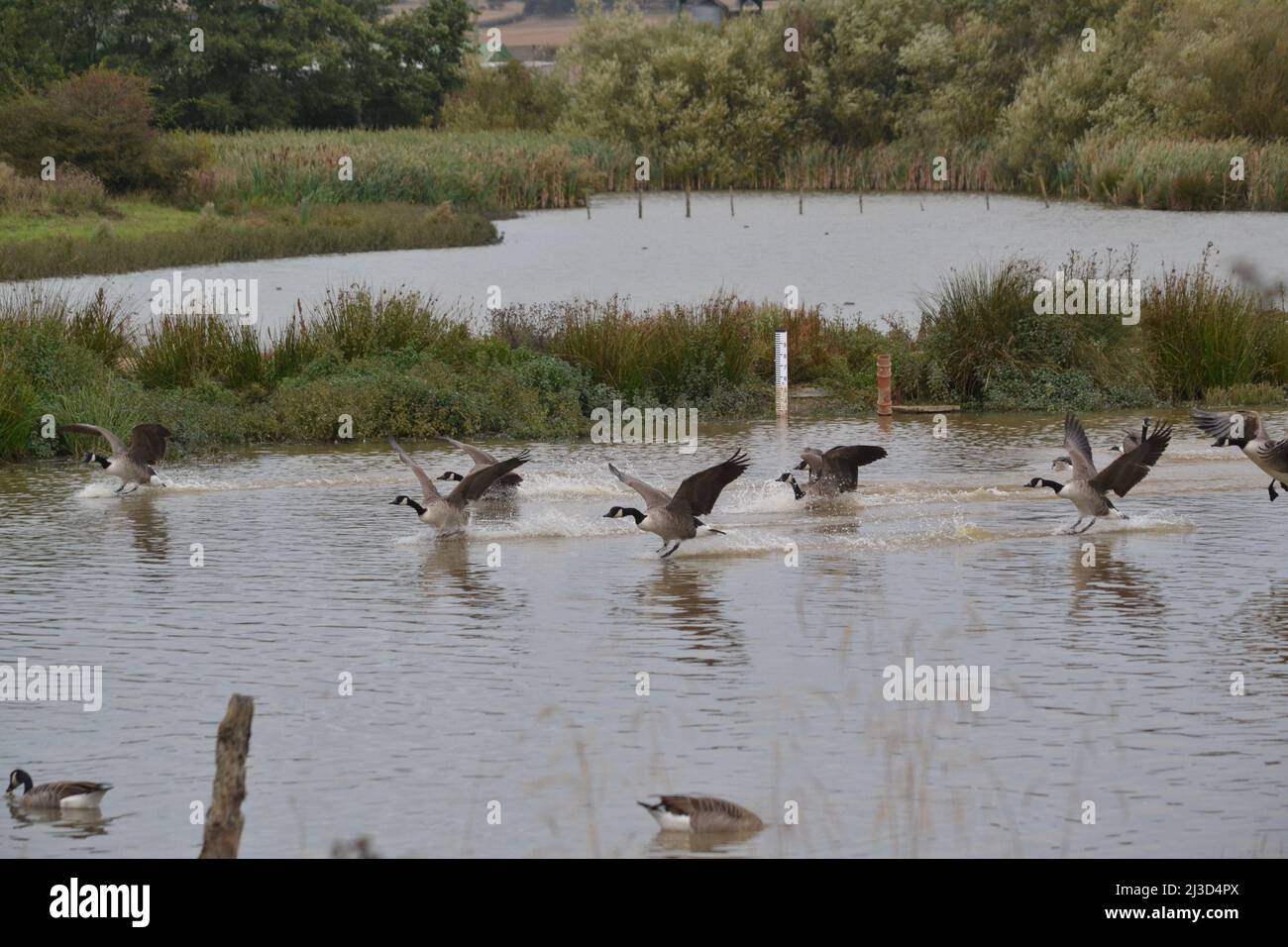 Débarquement des Bernaches du Canada aux barrages de Filey sur l'un des lacs - Branta canadensis - Bernache du Canada - atterrissage en urgence dans l'eau - Royaume-Uni Banque D'Images