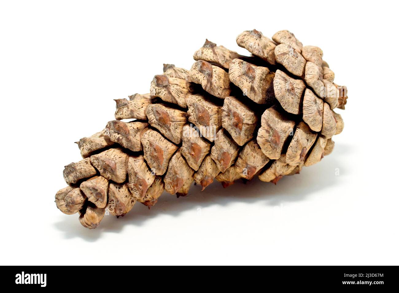 PIN d'Écosse (pinus sylvestris), gros plan d'un seul cône de pin mature commençant à s'ouvrir, isolé sur fond blanc. Banque D'Images