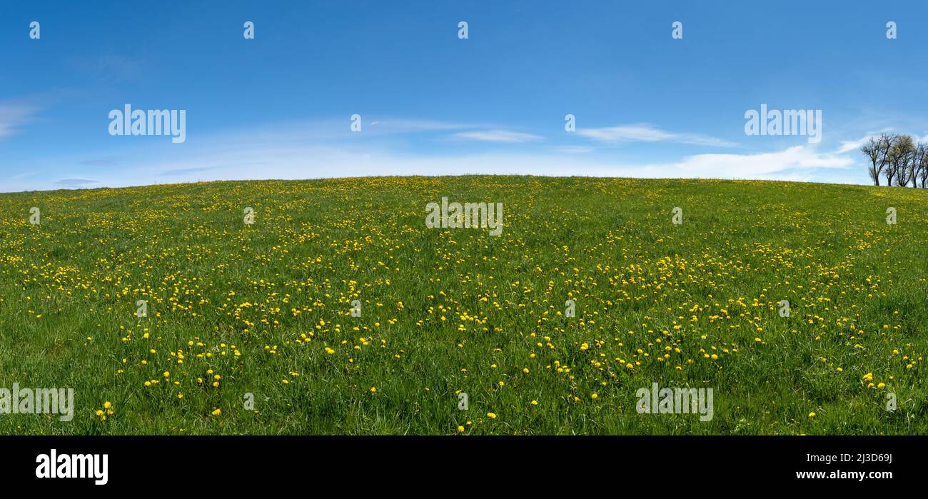 Pissenlits jaunes fleuris sur une prairie vallonnée au printemps Banque D'Images