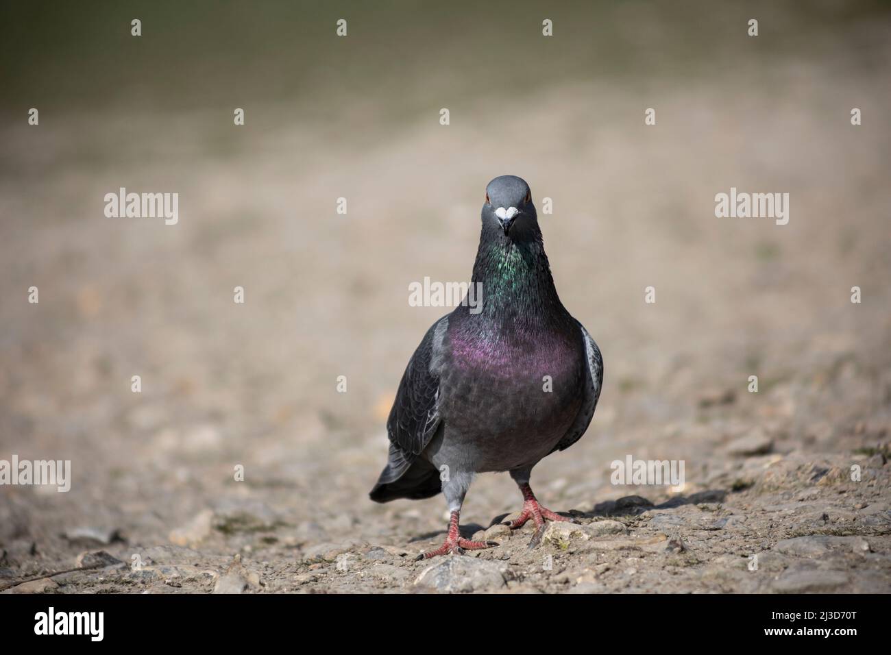Gros plan d'un pigeon sauvage, photographié dans West Sussex Banque D'Images