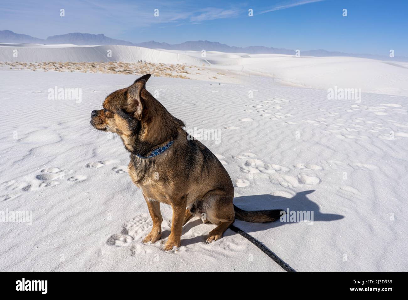Un petit chien mixte est assis au-dessus d'une grande dune blanche dans le parc national de White Sands, au Nouveau-Mexique, dans un vaste paysage venteux et isolé. Banque D'Images