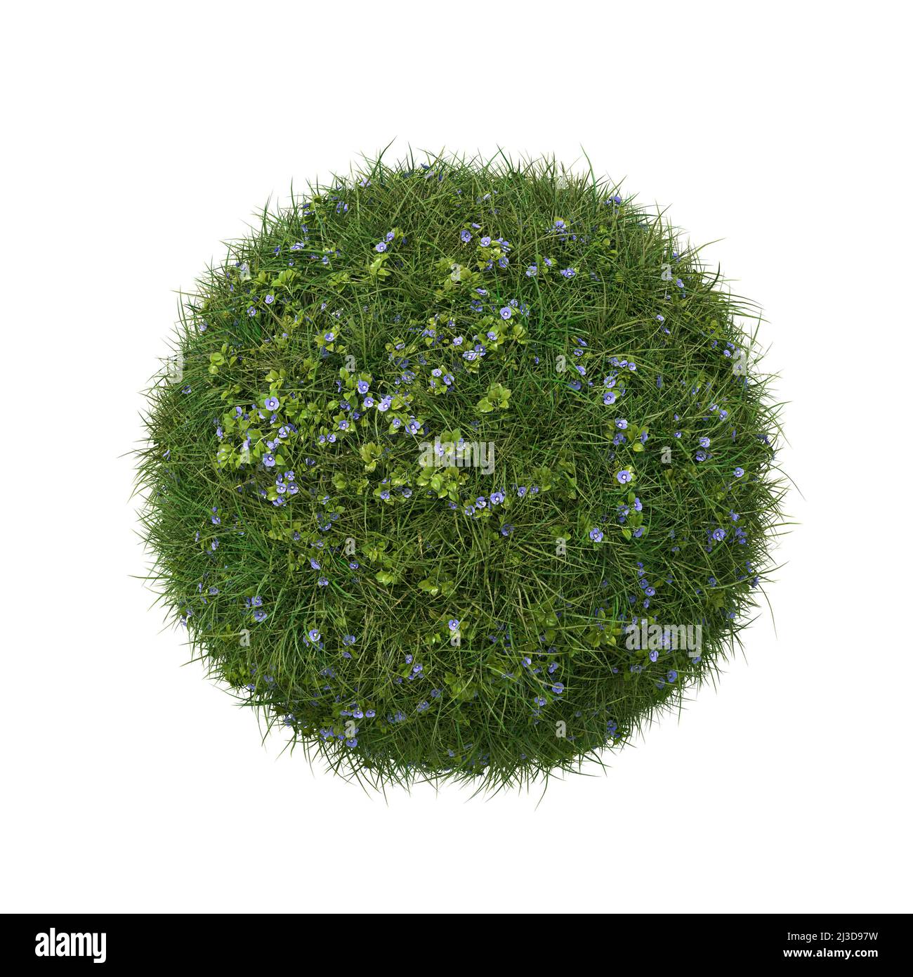 Boule d'herbe avec fleurs speedwell isolées sur blanc. 3D image. Banque D'Images