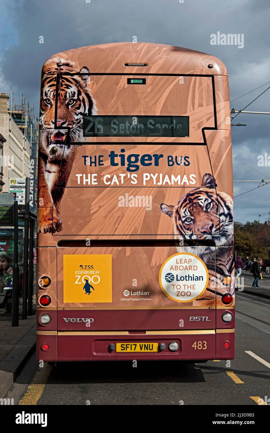 Le Tiger bus, le zoo d'Édimbourg annonce avec des tigres à l'arrière d'un bus Lothian sur Princes Street, Édimbourg, Écosse, Royaume-Uni. Banque D'Images