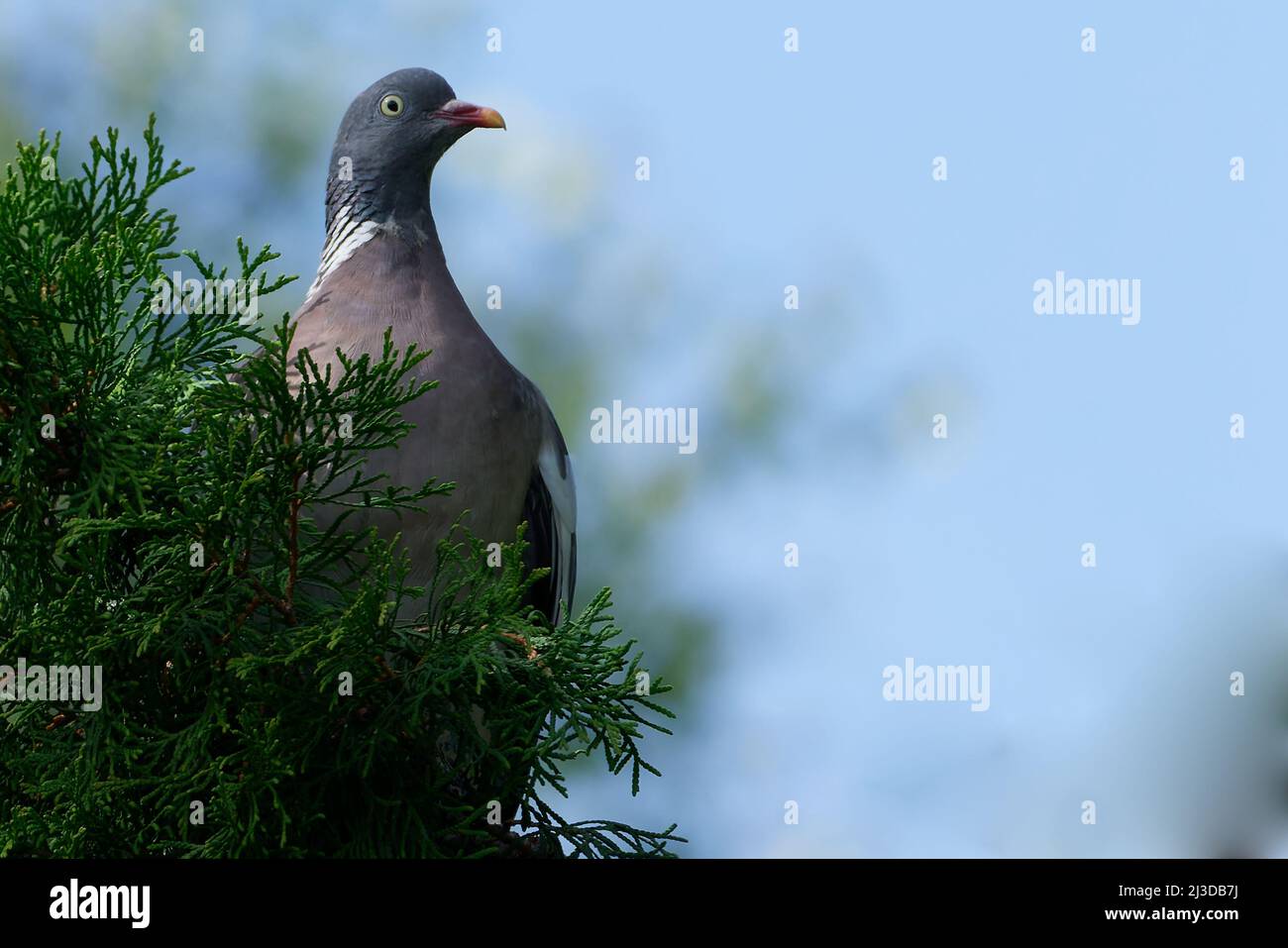 Pidgin curieux Banque D'Images