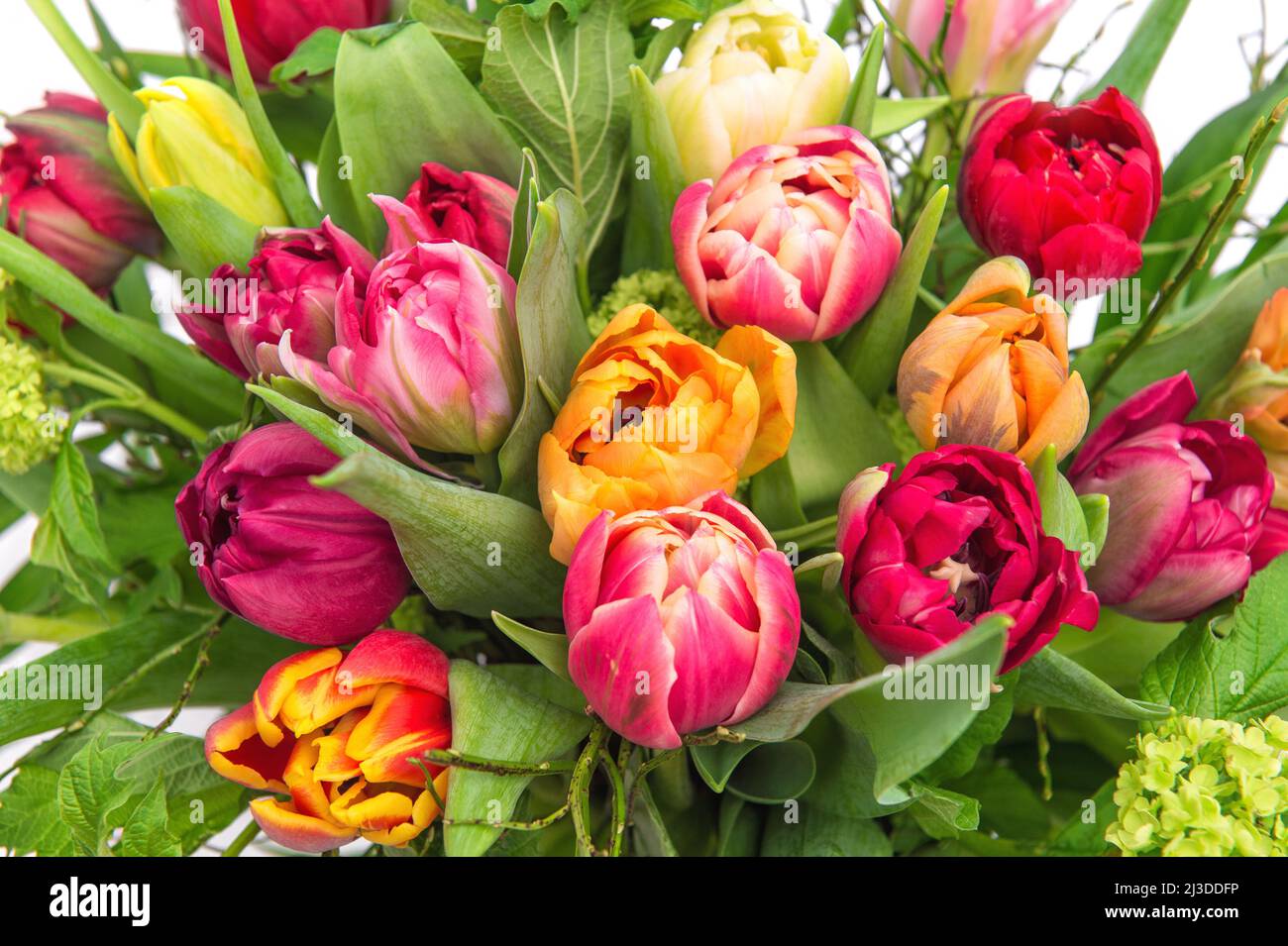Fleurs de tulipes avec feuilles vertes. Fond floral Banque D'Images