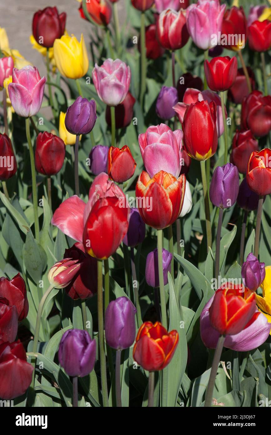 Tulipes mixtes en Hollande Banque D'Images