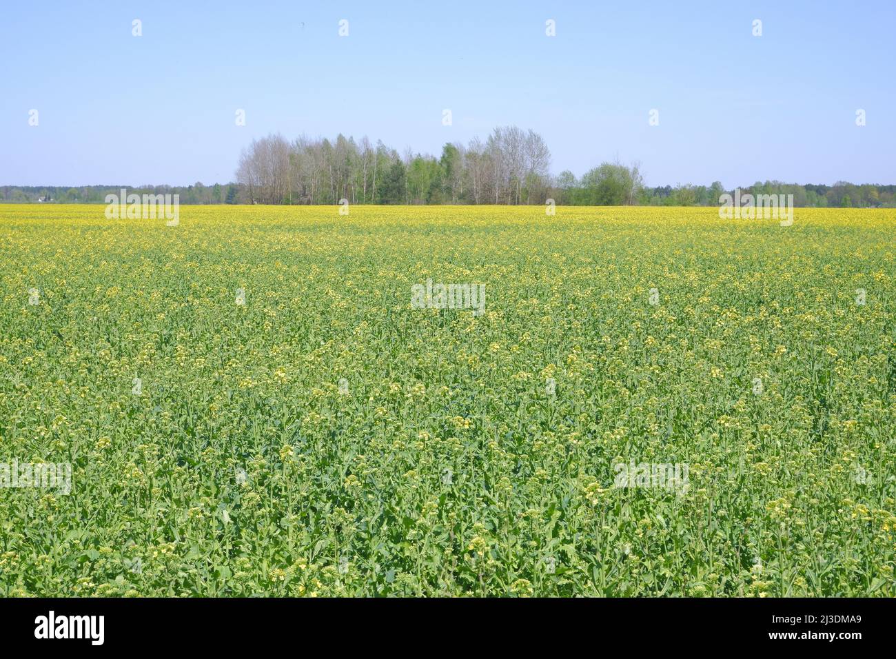 Le début du champ de floraison du jeune colza jaune. Banque D'Images