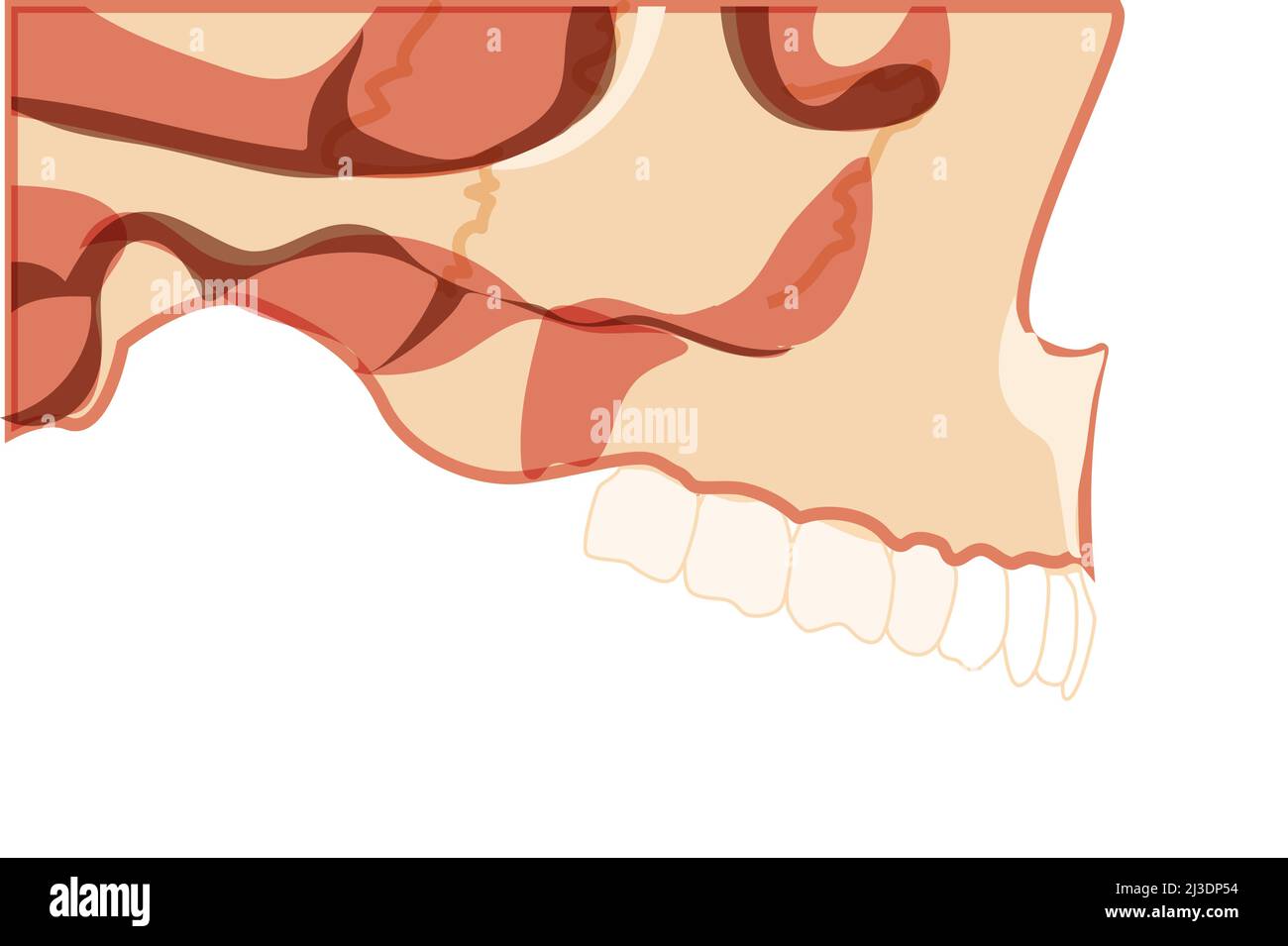 Crâne vue latérale de la tête humaine avec dents. Modèle de mâchoires de squelette avec rangée de dents. Ensemble de bosse réaliste plat naturel couleur concept illustration vectorielle de l'anatomie isolée sur fond blanc Illustration de Vecteur
