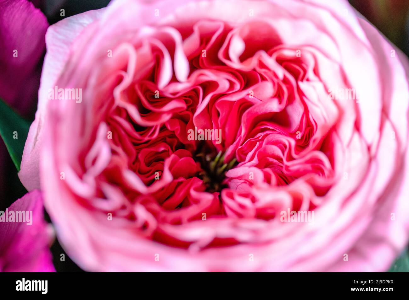 Roses pivoines. Belle fleur rose isolée. Ensemble plein cadre à motif floral. Fond de fleur, fleur de jardin. Arrière-plan horizontal de fleurs. Banque D'Images