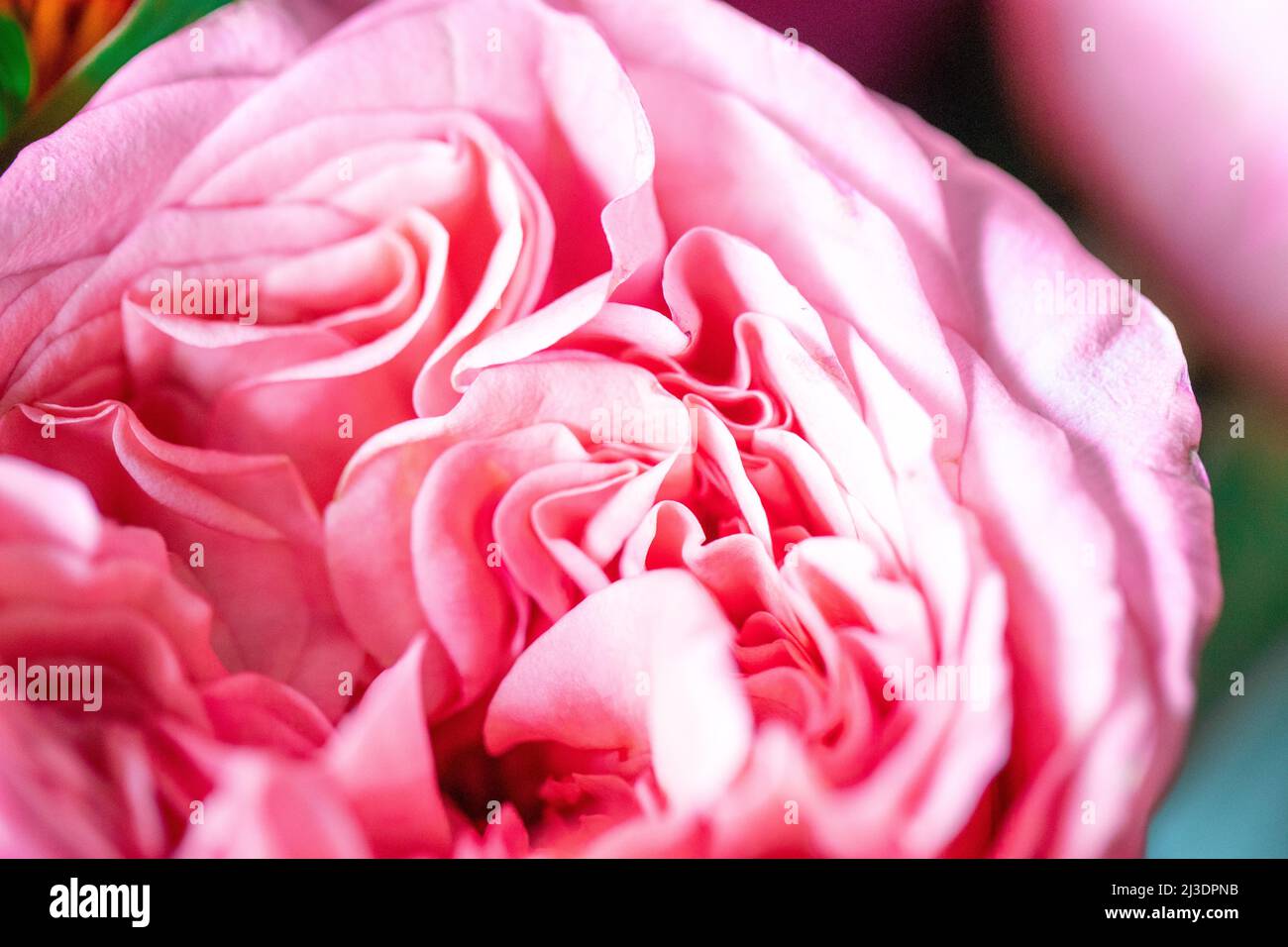 Roses pivoines. Belle fleur rose isolée. Ensemble plein cadre à motif floral. Fond de fleur, fleur de jardin. Arrière-plan horizontal de fleurs. Banque D'Images