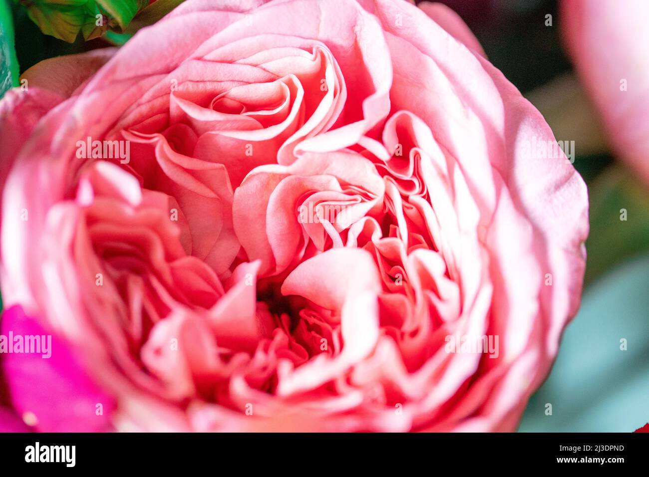 Roses pivoines. Belle fleur rose isolée. Ensemble plein cadre à motif floral. Fond de fleur, fleur de jardin. Arrière-plan horizontal de fleurs. Banque D'Images