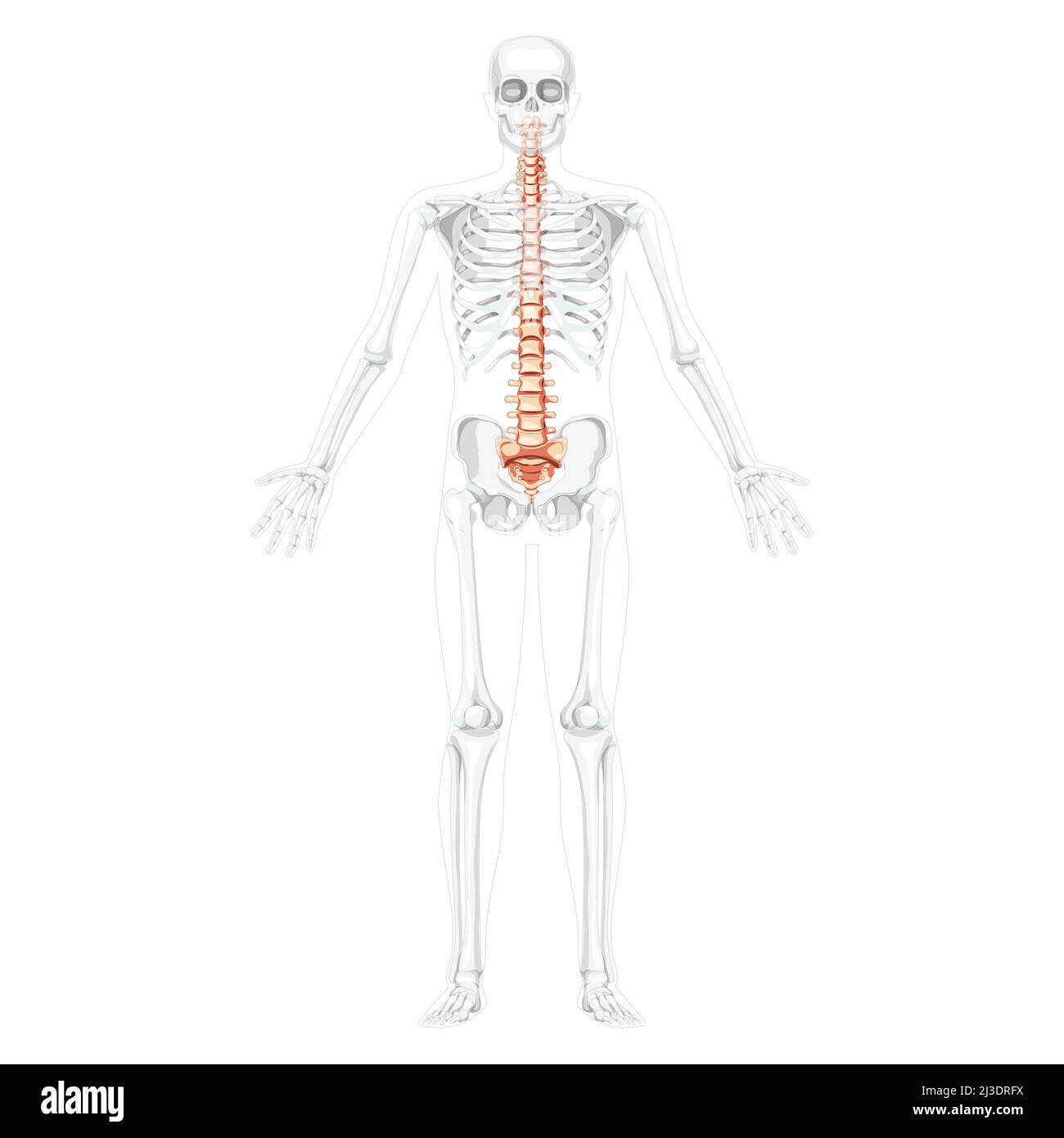 Vue antérieure avant de la colonne vertébrale humaine avec position du squelette partiellement transparente, colonne lombaire thoracique, sacrum et coccyx. Couleurs naturelles planes vectorielles, illustration anatomique isolée réaliste Illustration de Vecteur