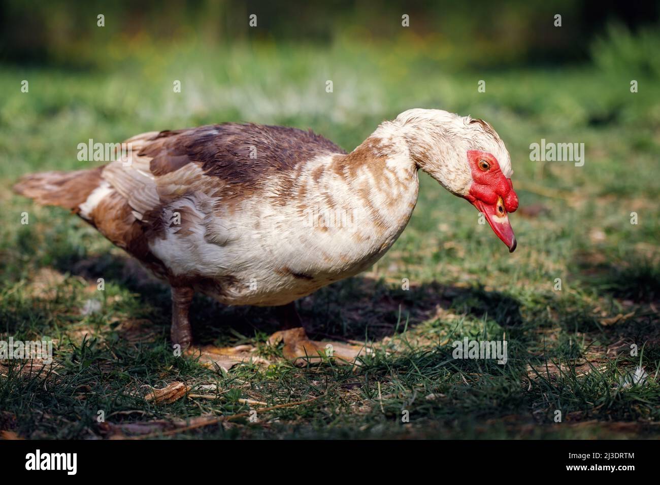 Un canard musqué brun est à la recherche de nourriture dans l'herbe de cour. Banque D'Images