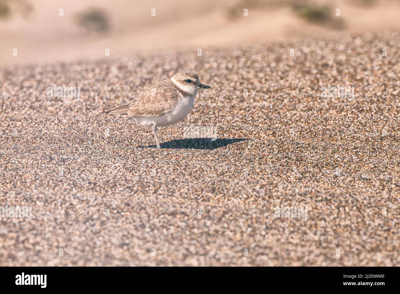 Espèce menacée Pluvier neigeux occidental Charadrius nivosus à point Reyes National Seashore, Californie, États-Unis. Banque D'Images