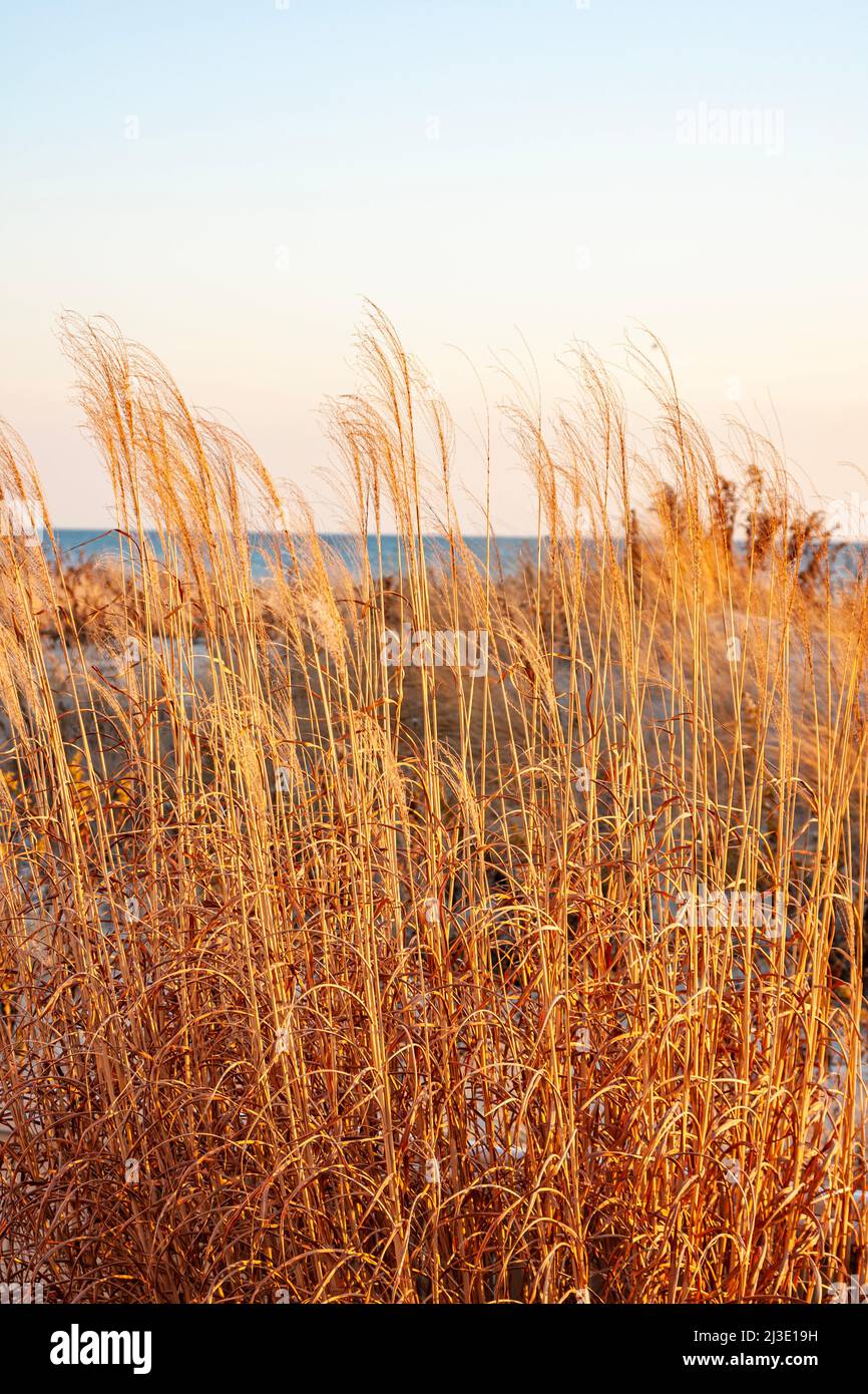 Herbe dans les dunes de long Beach, long Island, au coucher du soleil Banque D'Images