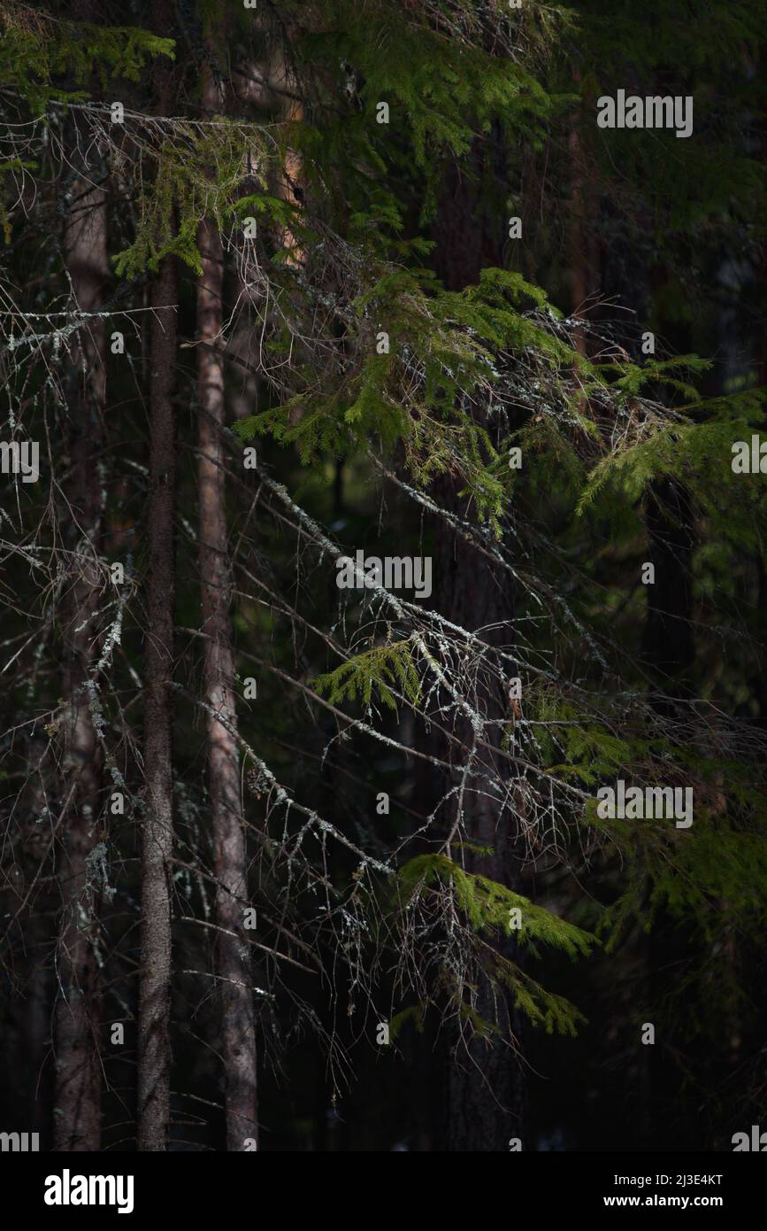Lumière de printemps chaude sur les branches d'épinette et les troncs de pin à la mi-mars aux latitudes septentrionales. Banque D'Images