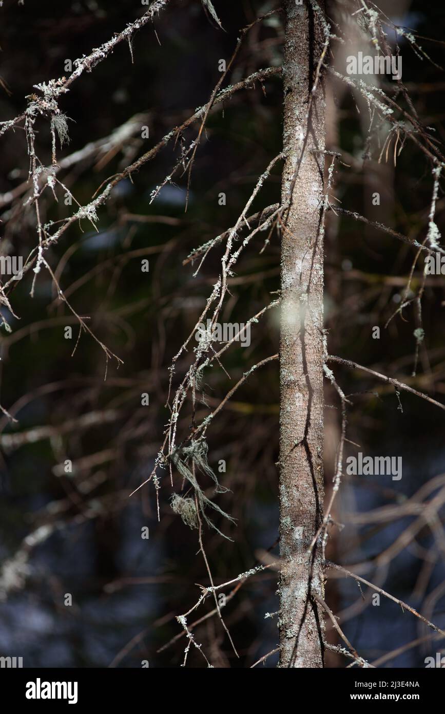 De vieilles branches de sapins surcultivées avec de la mousse et du lichen dans la forêt printanière Banque D'Images