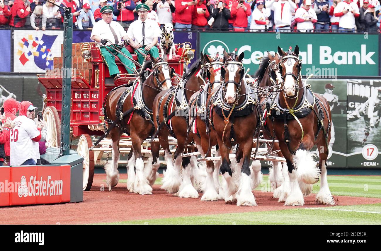 St. Louis, États-Unis. 07th avril 2022. Le Budweiser He Clydesdales se rend dans le Busch Stadium lors des cérémonies du jour d'ouverture avant un match entre les Pirates de Pittsburgh et les Cardinals de St. Louis à St. Louis le jeudi 7 avril 2022. Photo par Bill Greenblatt/UPI crédit: UPI/Alay Live News Banque D'Images