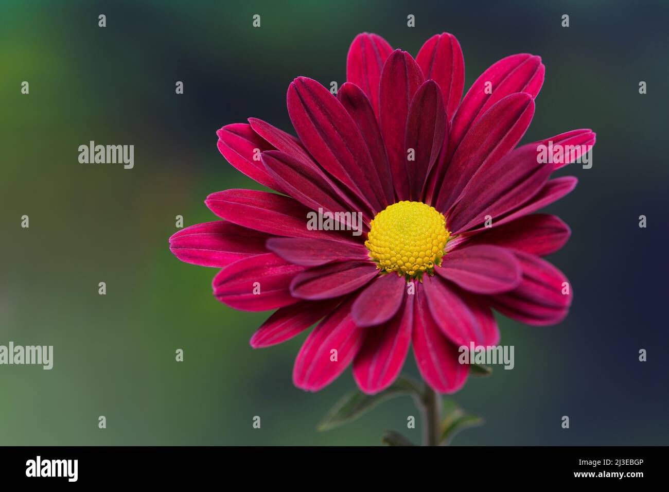 Une fleur rouge rubis éclatant de la famille des Chrysanthemum-Asteraceae avec un centre jaune vif en pleine floraison; capturée dans un studio Banque D'Images