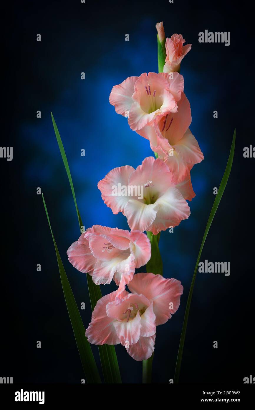 Cinq fleurs de Gladioli rose vif - Gladiolus oppositiflorus - dans un éclairage d'ambiance doux et bleu foncé; capturées dans un studio Banque D'Images