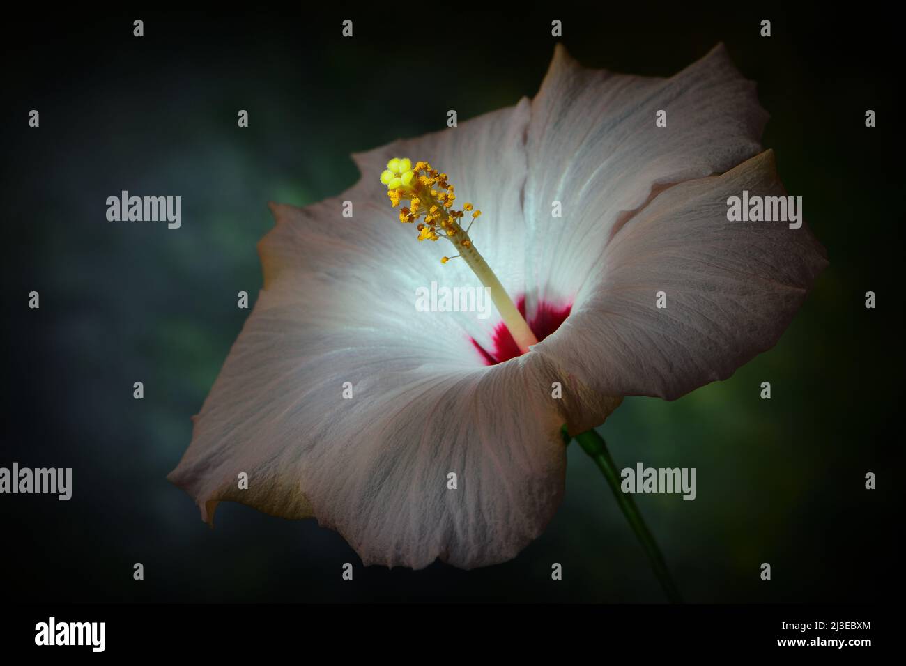 Une fleur blanche d'hibiscus -Hibiscus sinensis- dans un éclairage doux et sombre; capturée dans un studio Banque D'Images